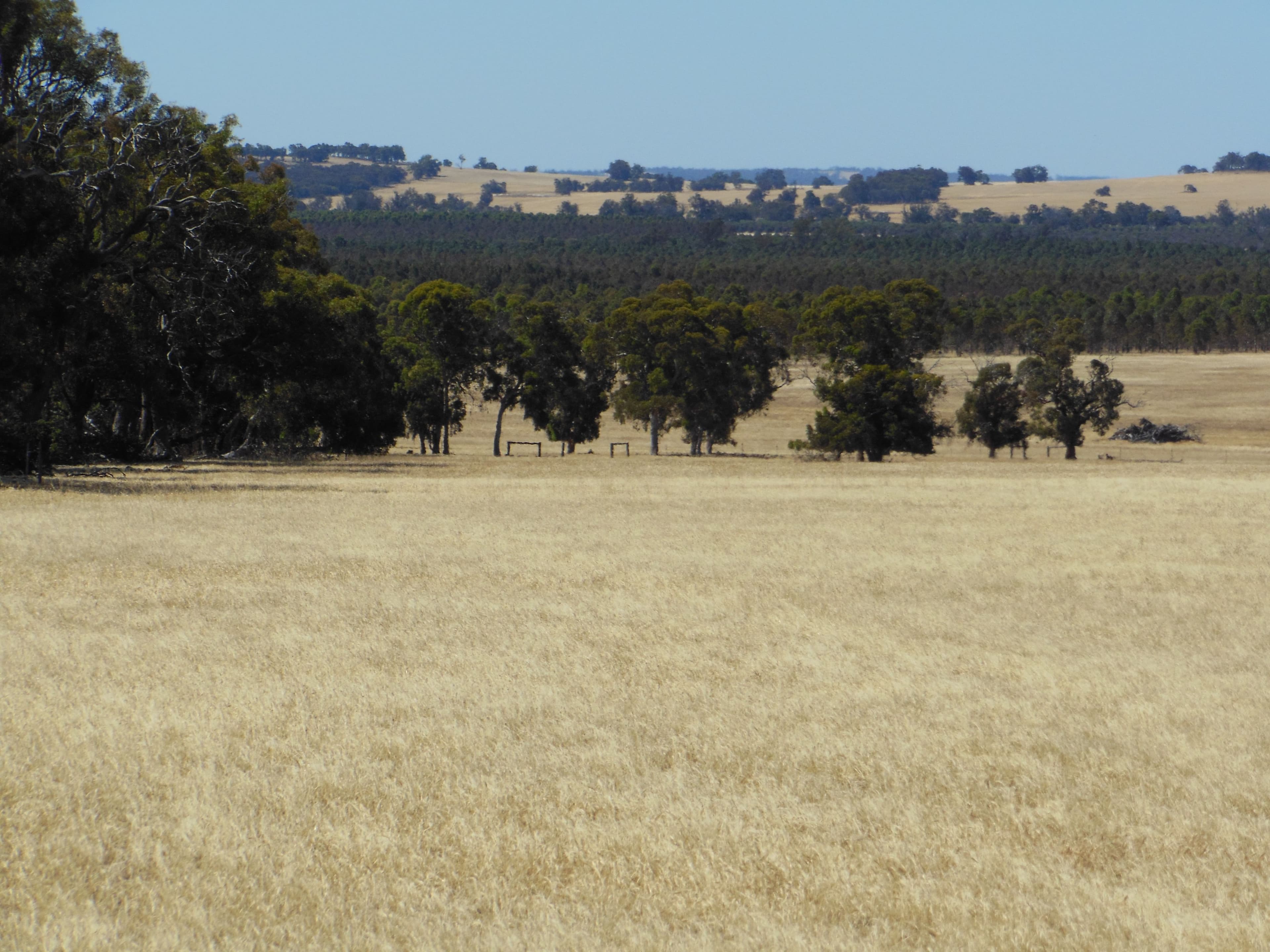 Ronneby Park, 670 Youngs Road, Beaufort River WA 6394, Beaufort River - Thumbnail 4