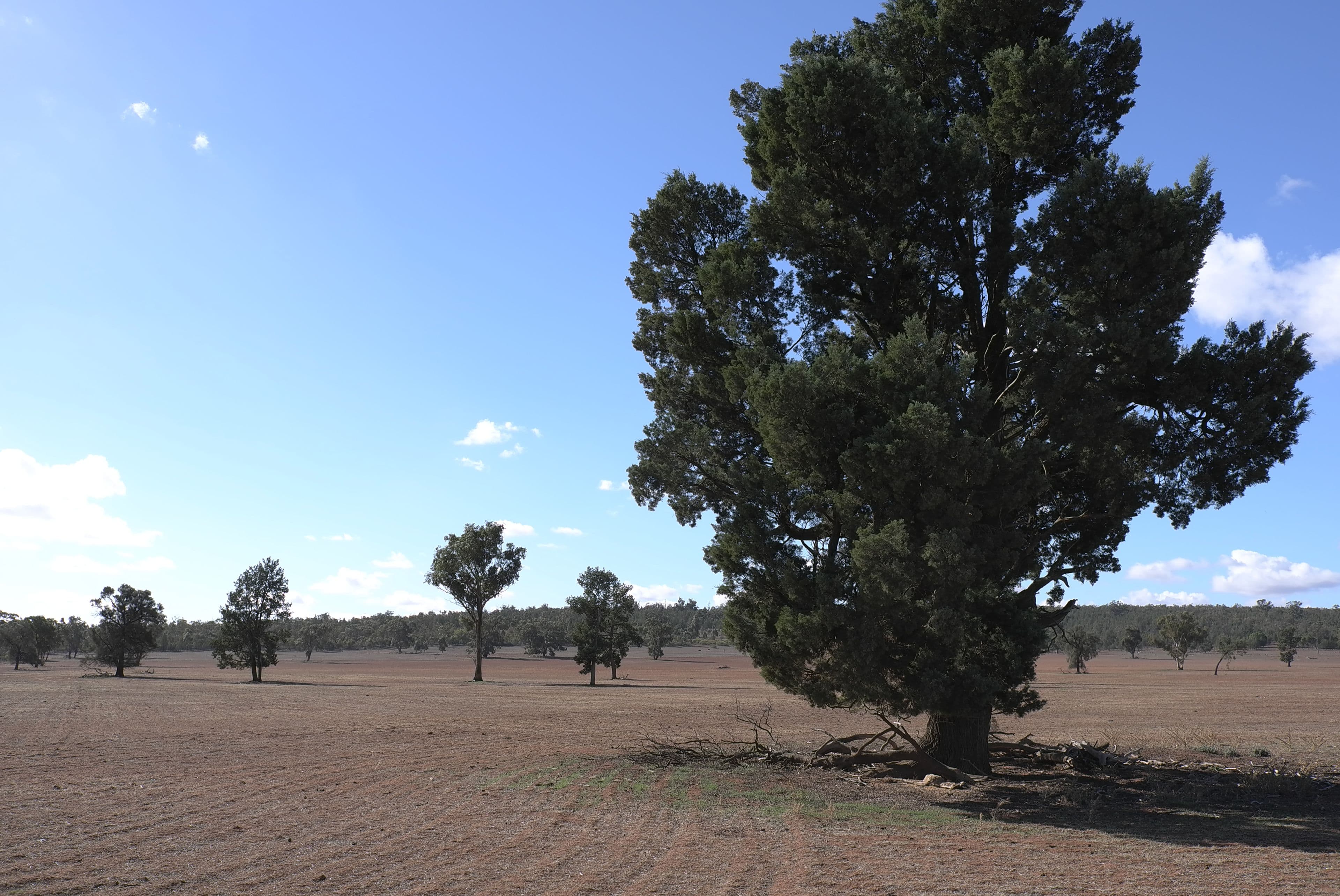 Narrandera NSW 2700, Narrandera - Thumbnail 4