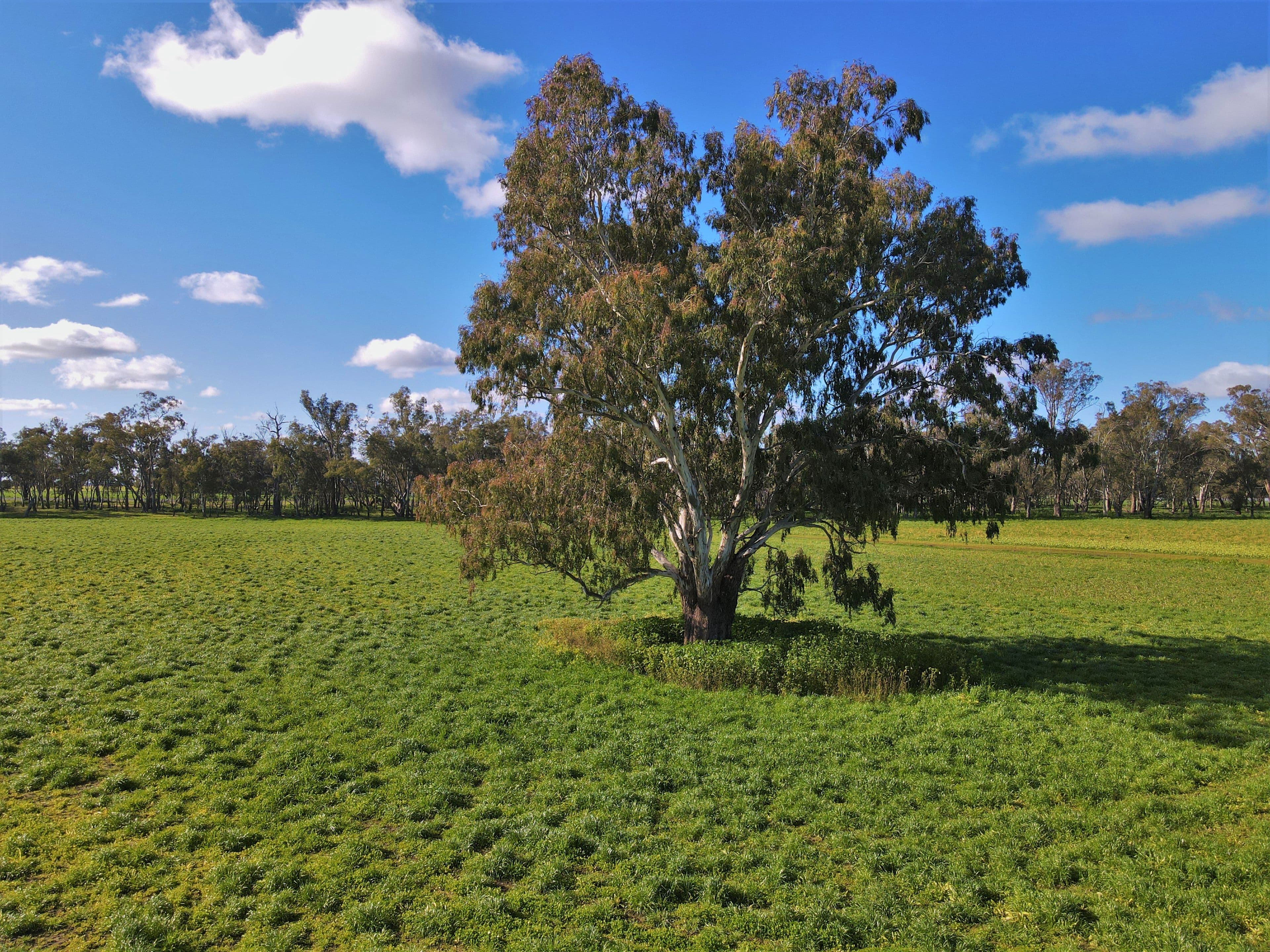 Ulmarra, 10419 The Escort Way, Forbes NSW 2871, Forbes - Thumbnail 2