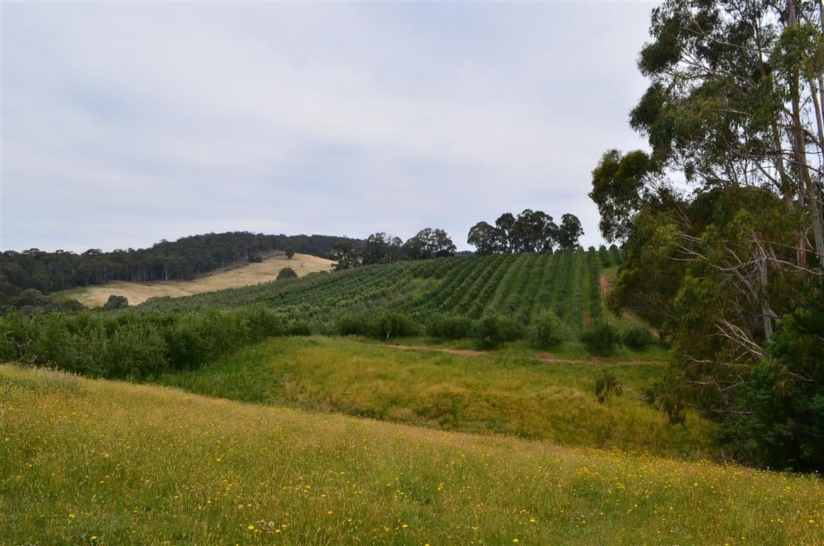 00 'Muttaroo' Mines Road, BATLOW NSW 2730, Batlow - Image 1