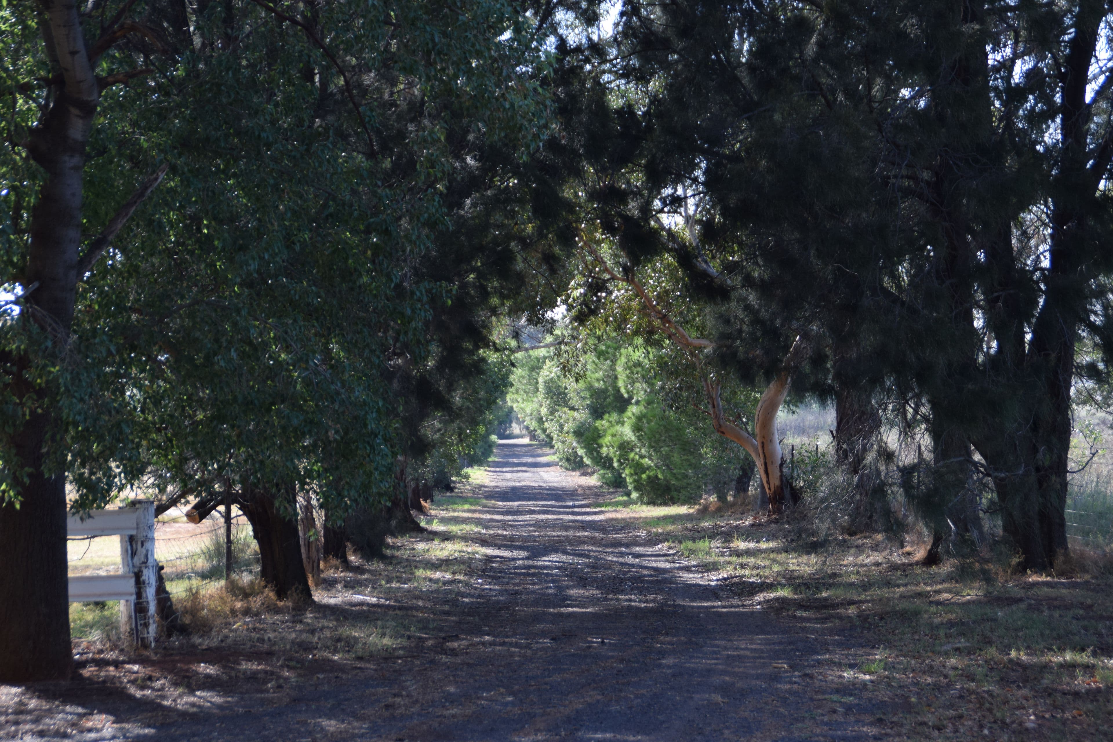 'Pinedale Park' 8R Peachville Road, Dubbo NSW 2830, Dubbo - Thumbnail 2