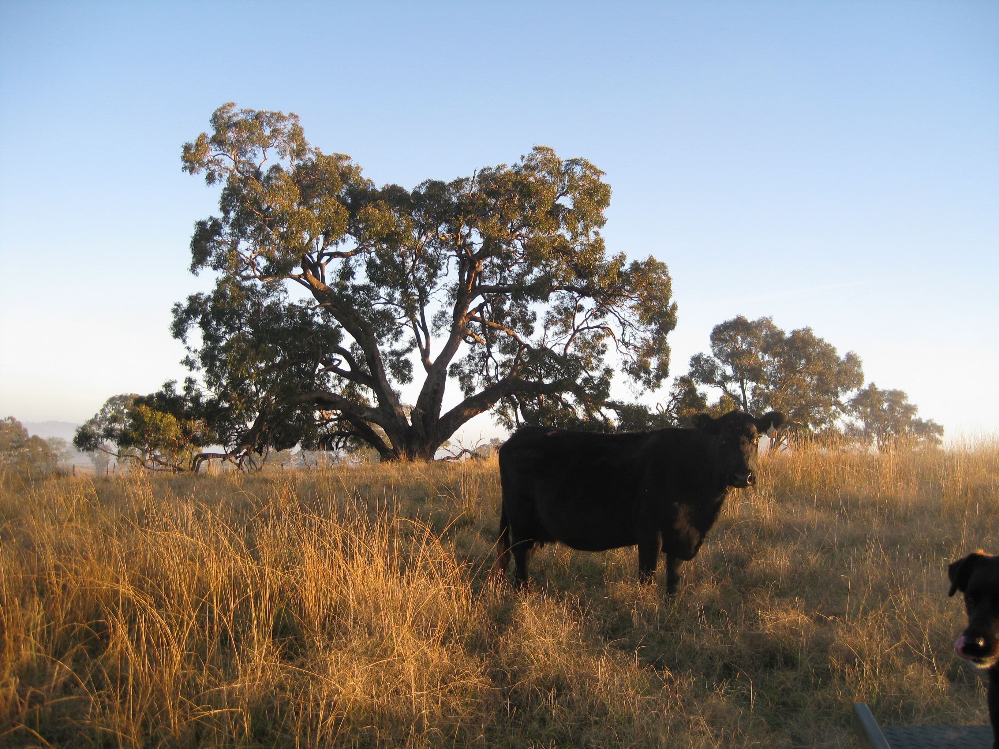 BATHURST NSW 2795, Bathurst - Thumbnail 7