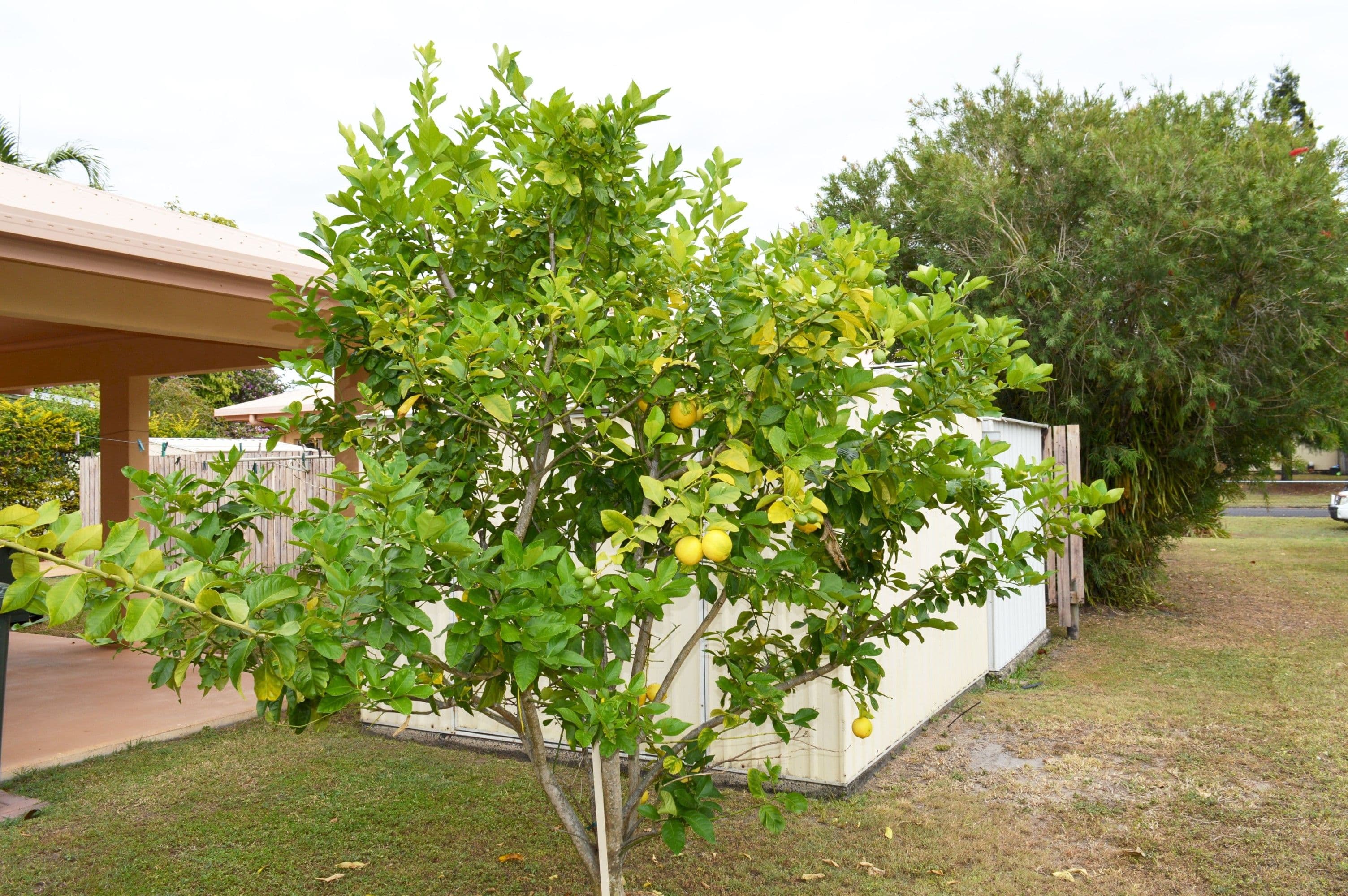 12 McNamara Street, Wongaling Beach QLD 4852, Wongaling Beach - Thumbnail 5