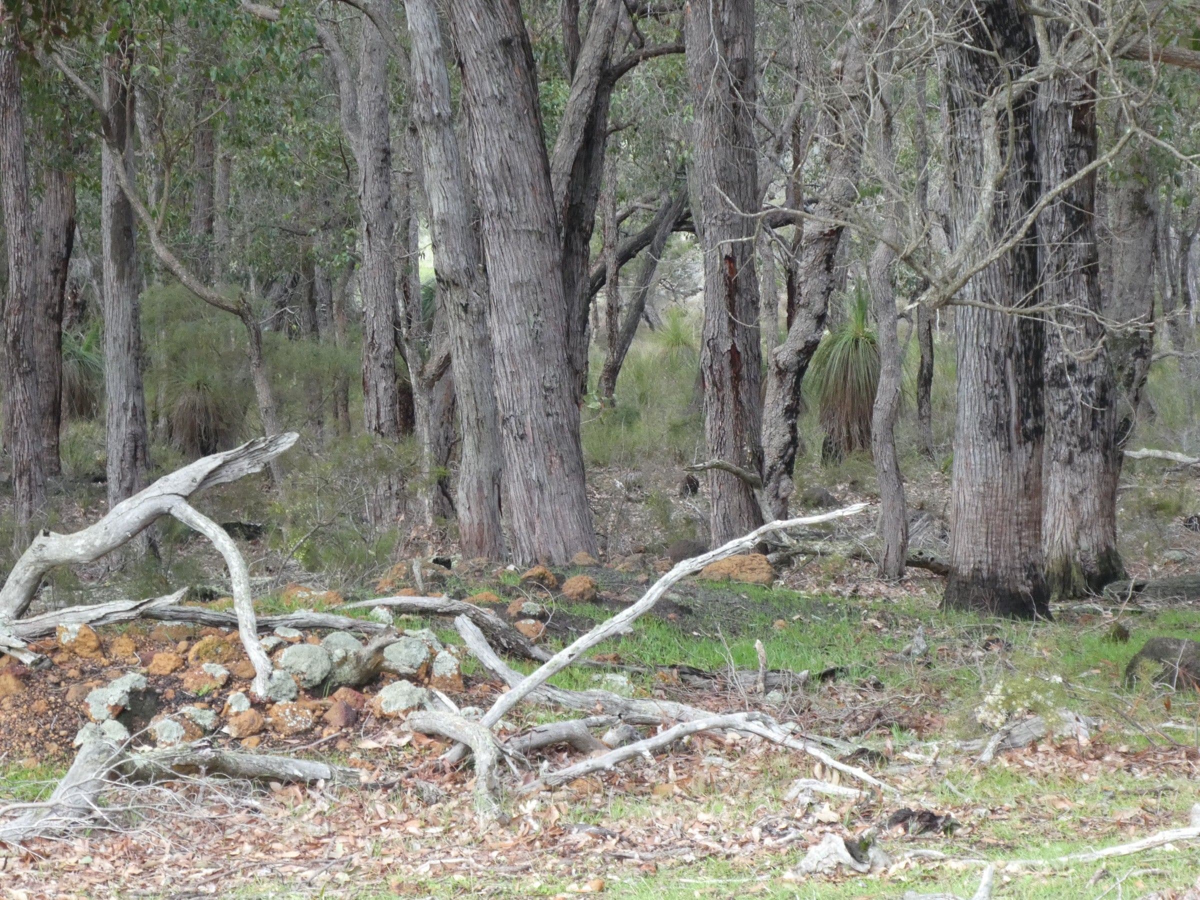 Lot 2249 Rocky Gully Road, Rocky Gully WA 6397, Rocky Gully - Thumbnail 4