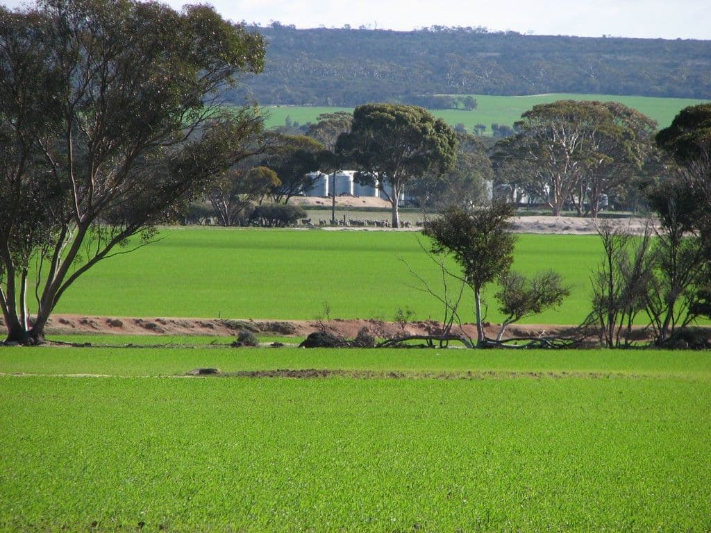 Nyonger 541 Cashmore Road, Hyden WA 6359, Hyden - Thumbnail 3