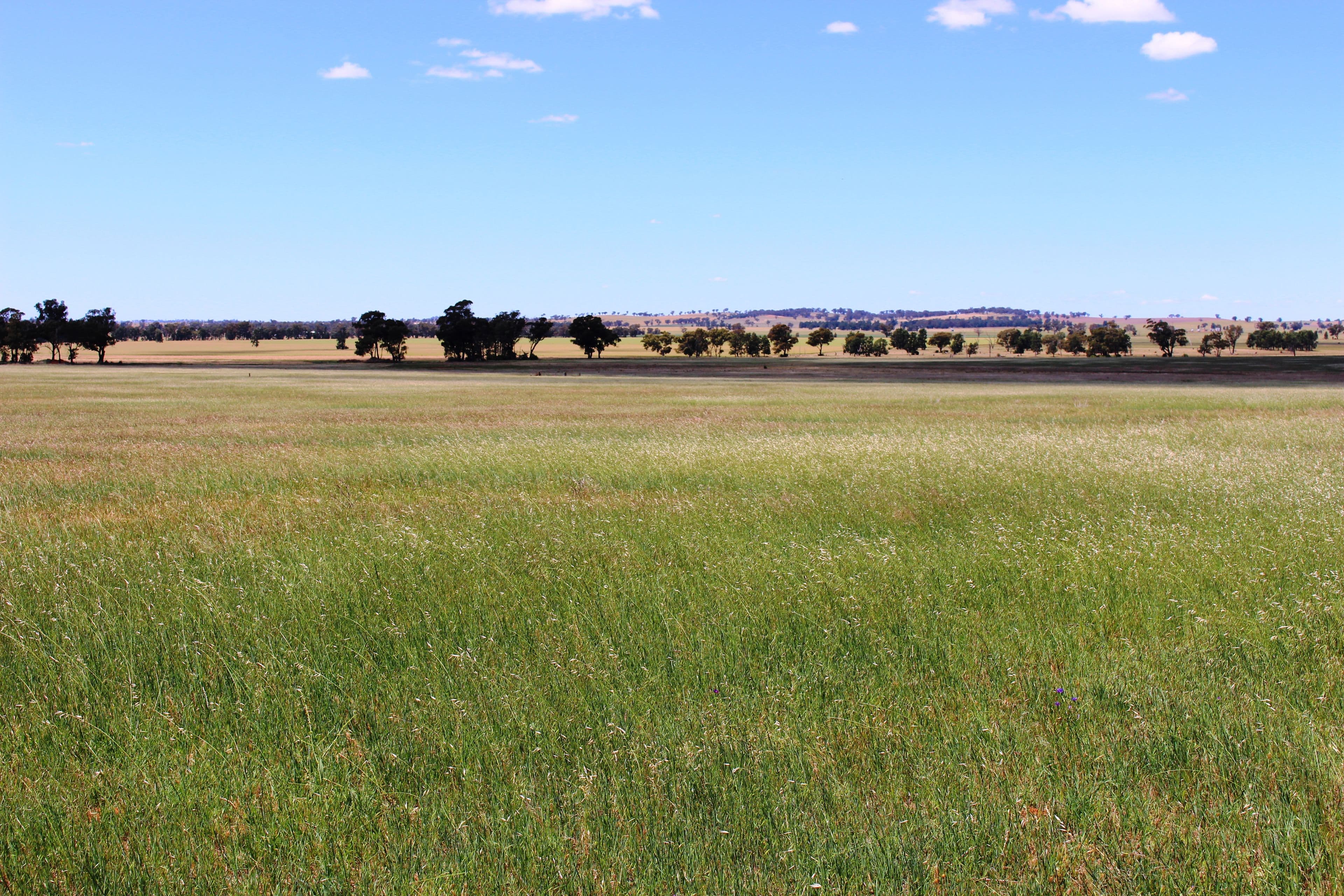 Coolamon NSW 2701, Coolamon - Image 1