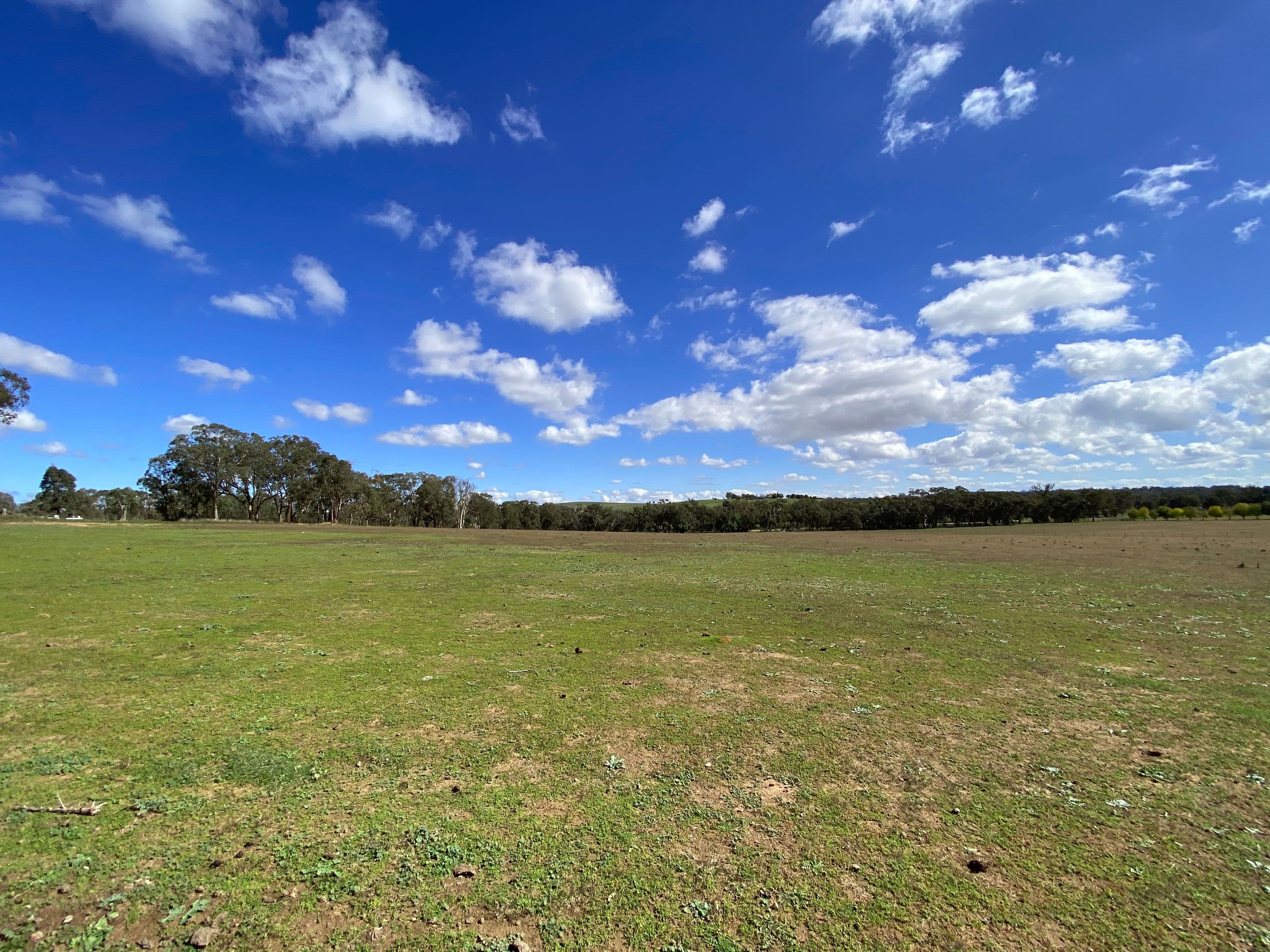 51 Sads Lane, Young NSW 2594, Young - Thumbnail 3