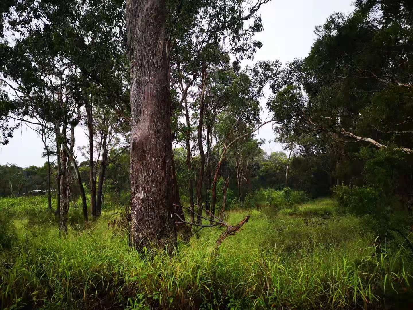 Vineyard NSW 2765, Vineyard - Thumbnail 4