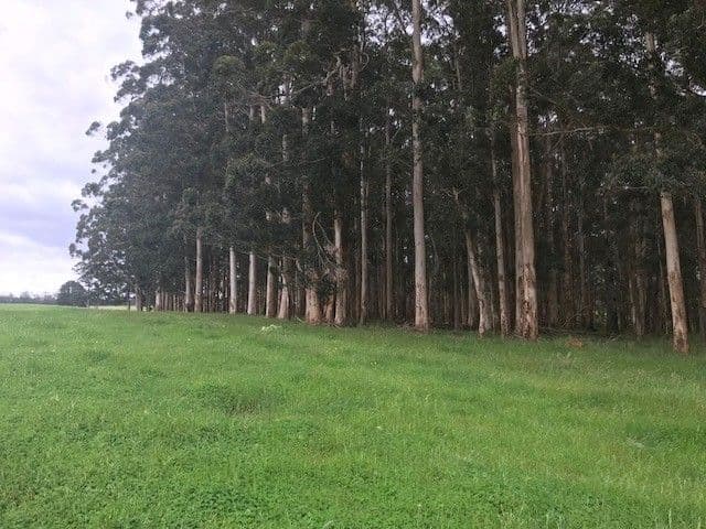 West Manjimup, Waugh Road, MANJIMUP WA 6258, Manjimup - Thumbnail 5