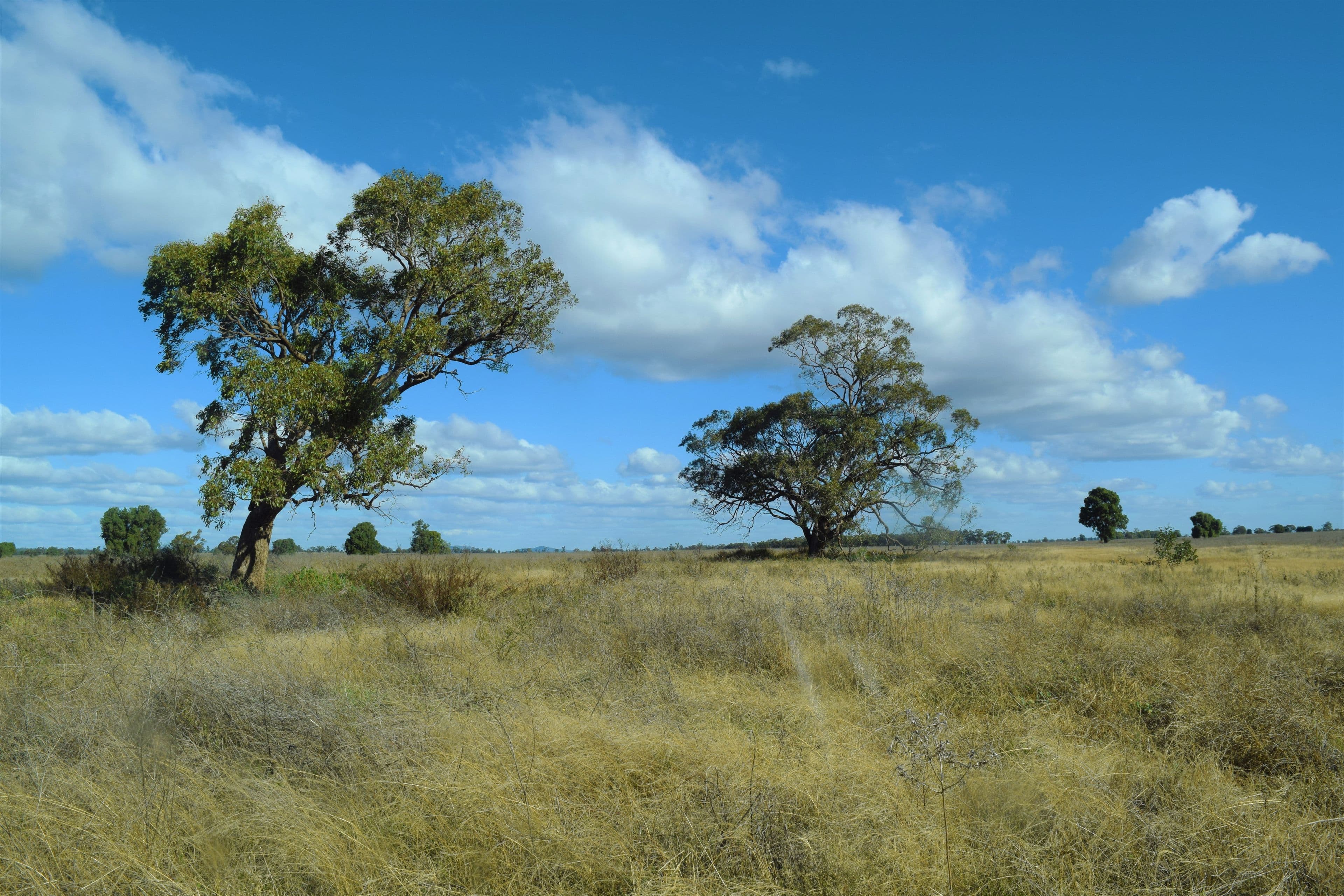 'Raymad' Gillenbine Road, Trundle NSW 2875, Trundle - Thumbnail 6