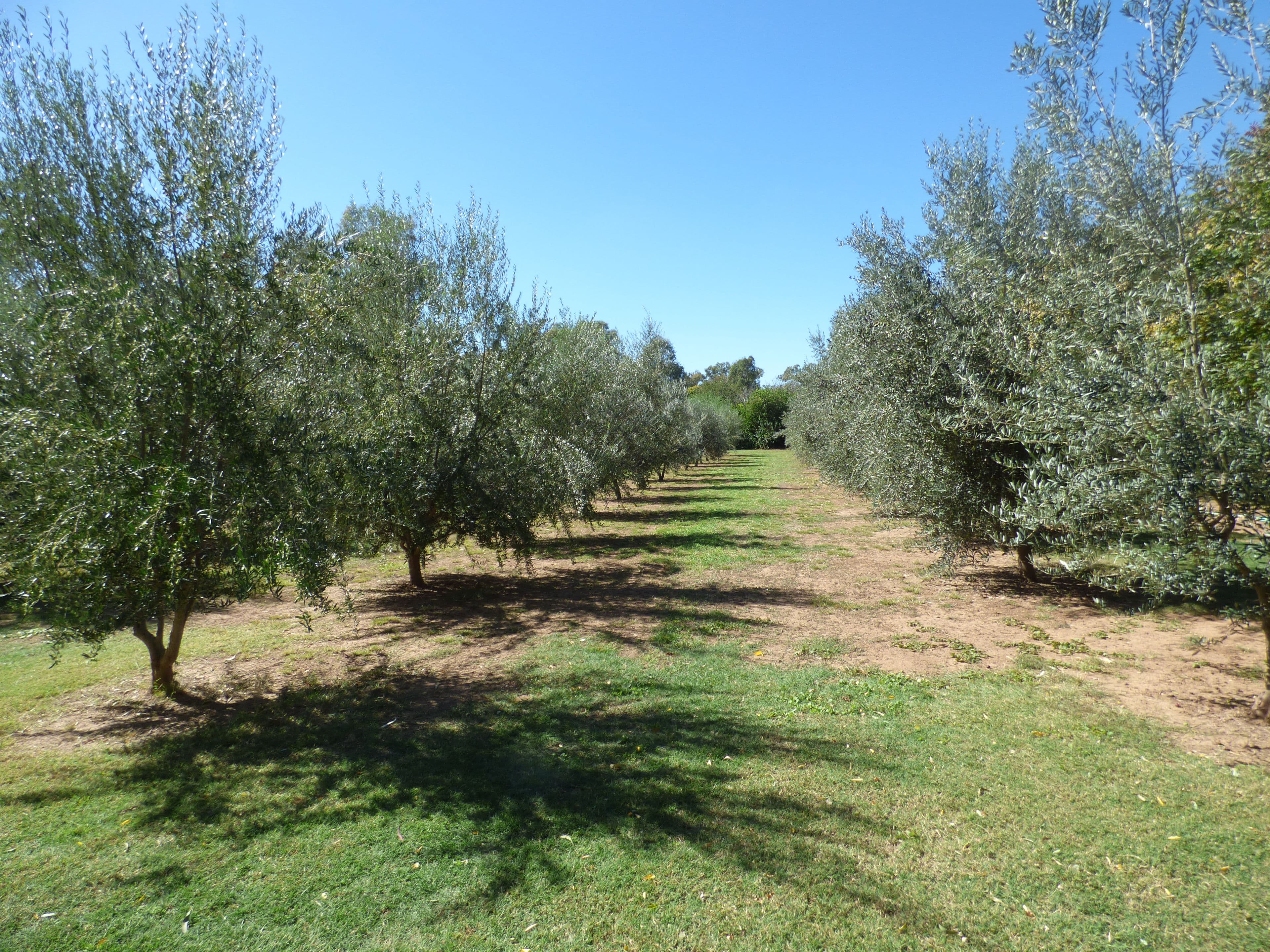 8 Riverview Lane, Forbes - Thumbnail 3