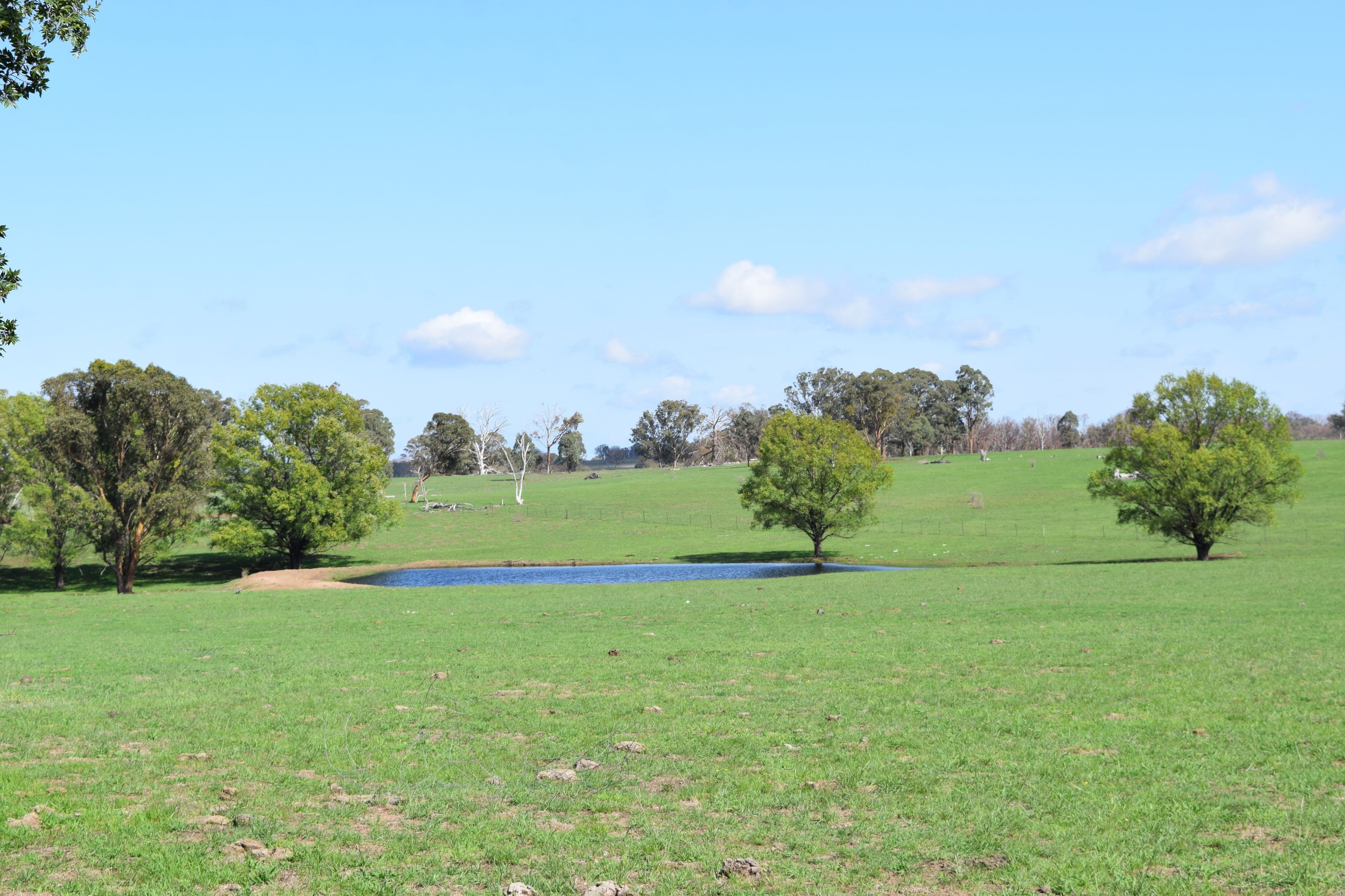 1071 Briarbrook Road, Guyra NSW 2365, Guyra - Thumbnail 5