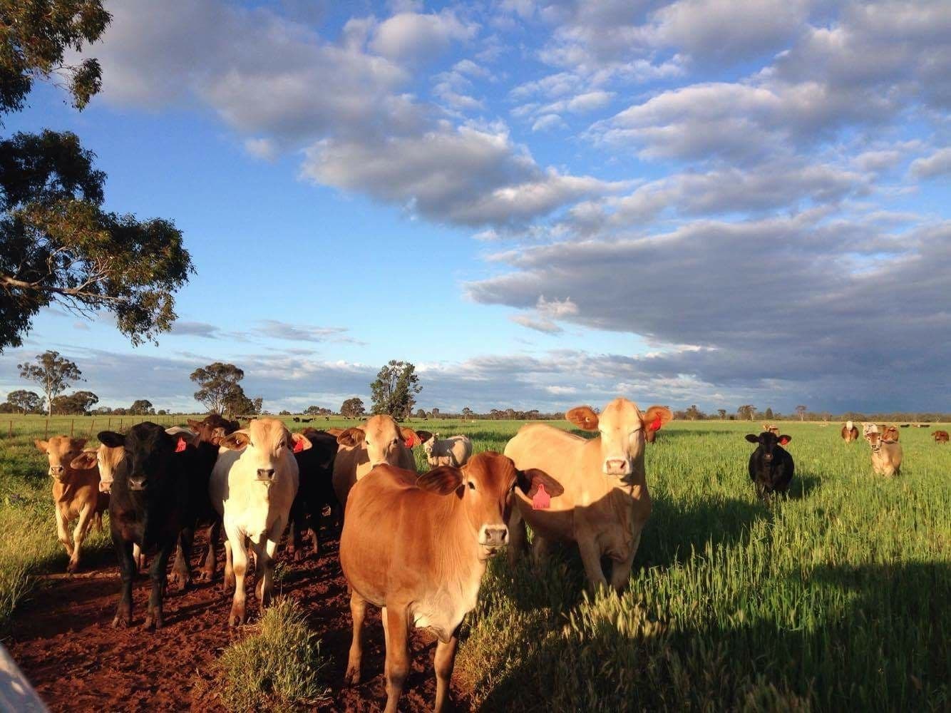 Kalinga 4488 Kiacatoo Road, Condobolin NSW 2877, Condobolin - Thumbnail 5