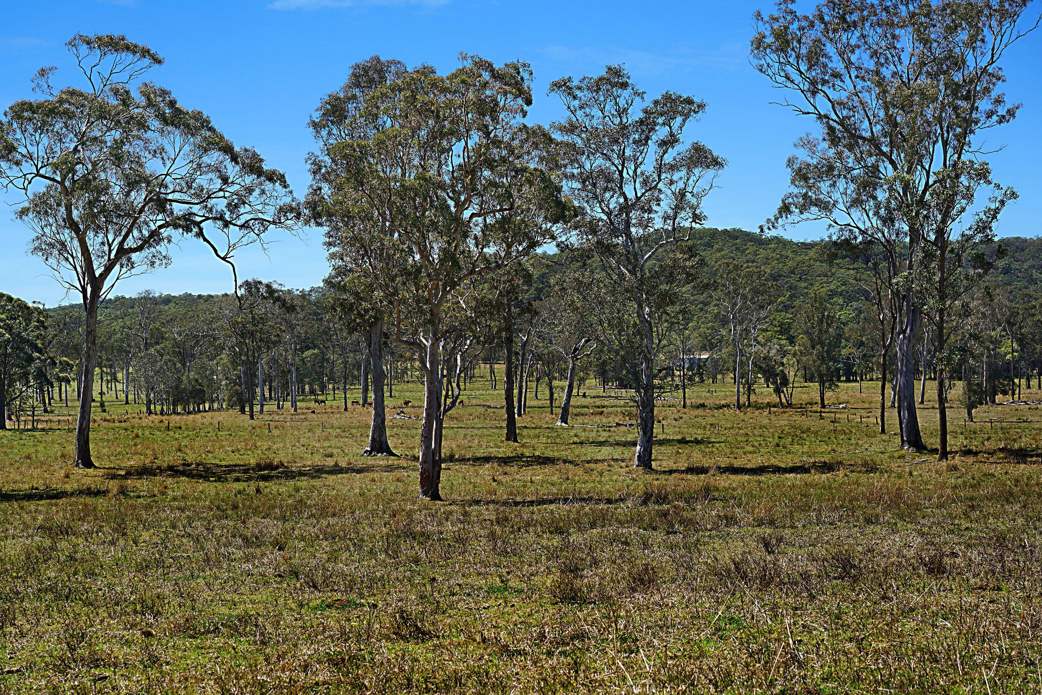 230 Crooks Road, Mandalong NSW 2264, Mandalong - Thumbnail 2