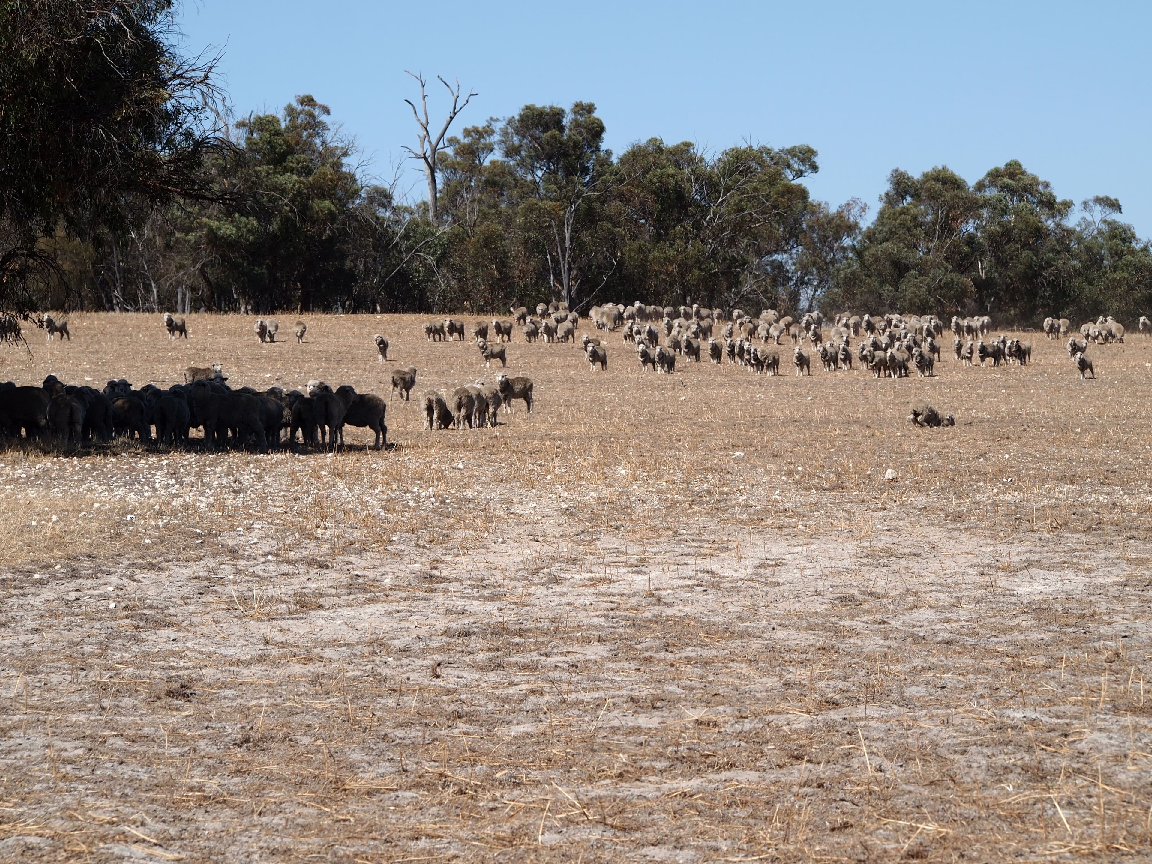 Muja Downs, Albany Highway, Beaufort River WA 6394, Beaufort River - Thumbnail 4
