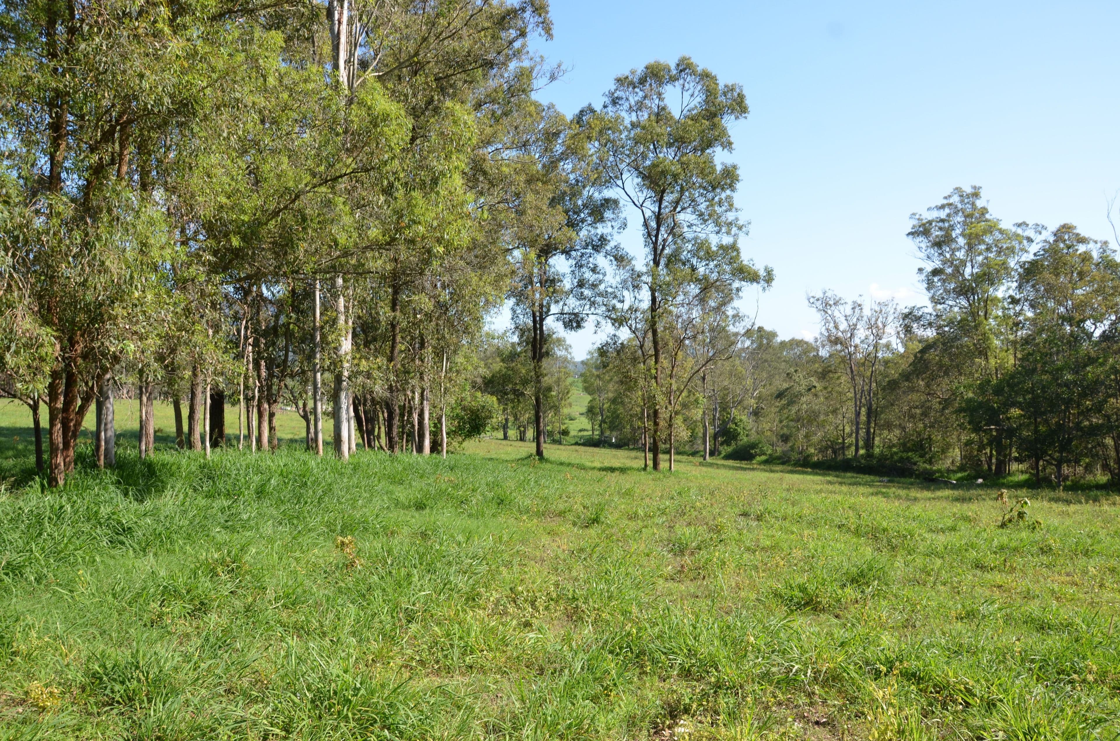 2598 Eumundi Kenilworth Road, Kenilworth QLD 4574, Kenilworth - Thumbnail 4