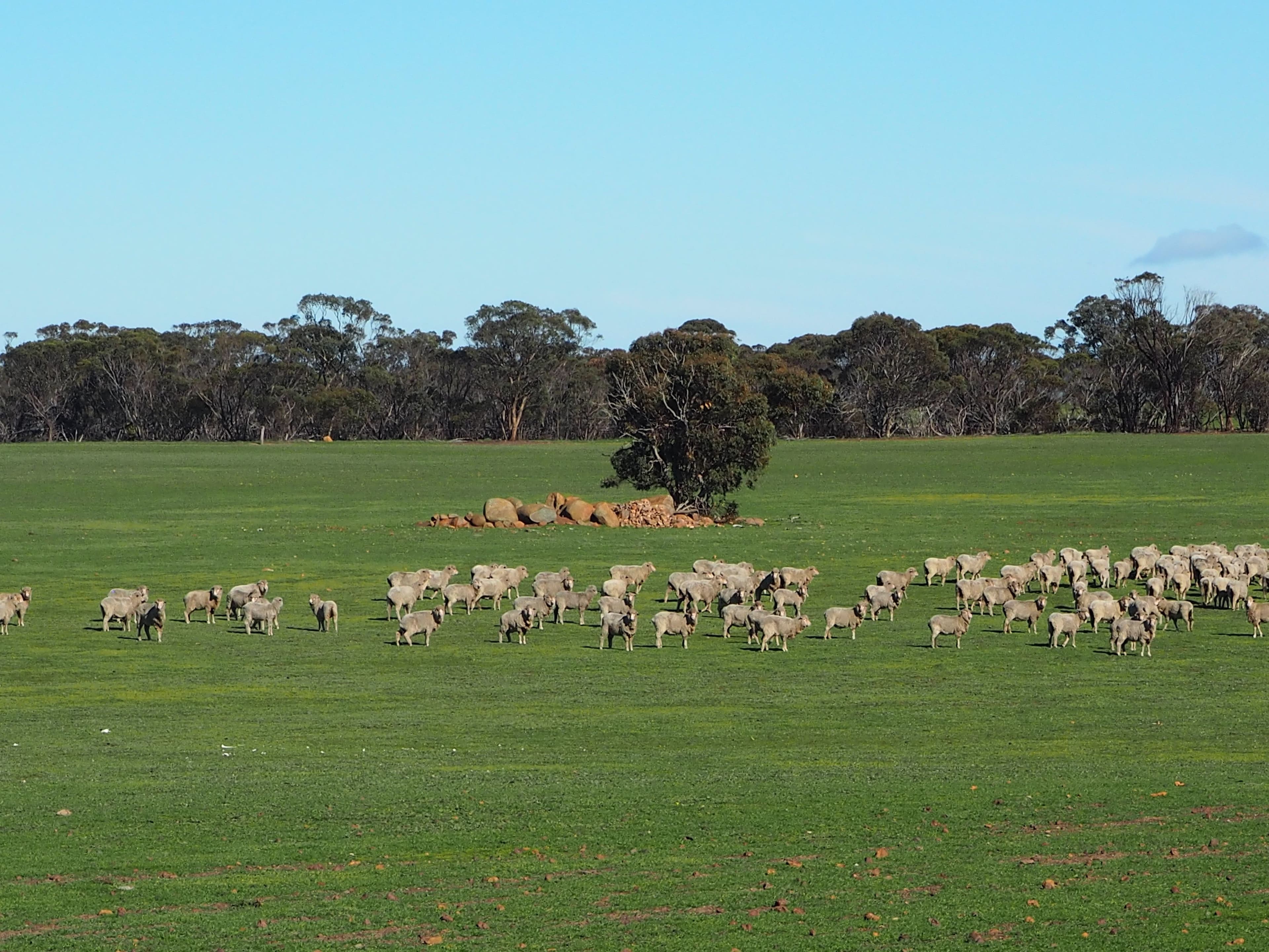 Somerset 359 Jam Creek Road, Tambellup WA 6320, Tambellup - Thumbnail 3