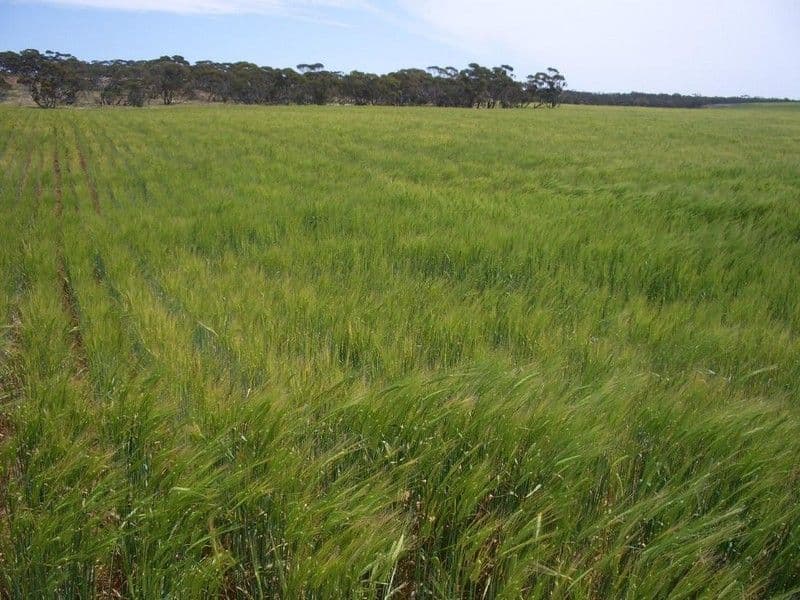 3803 Goondoloo Road, Halidon SA 5309, Halidon - Thumbnail 6