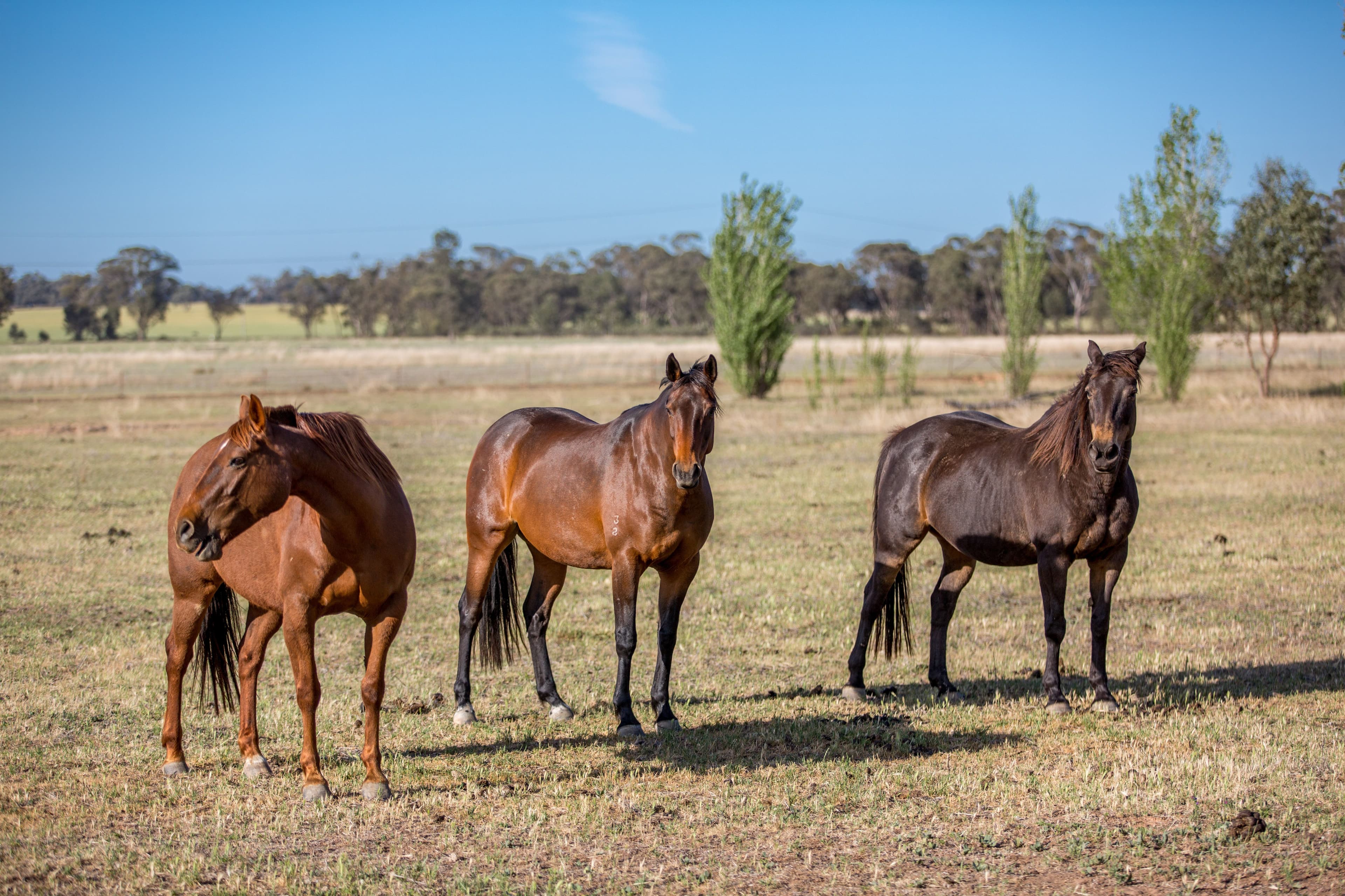 90 Thanowring School Road, Temora NSW 2666, Temora - Image 1