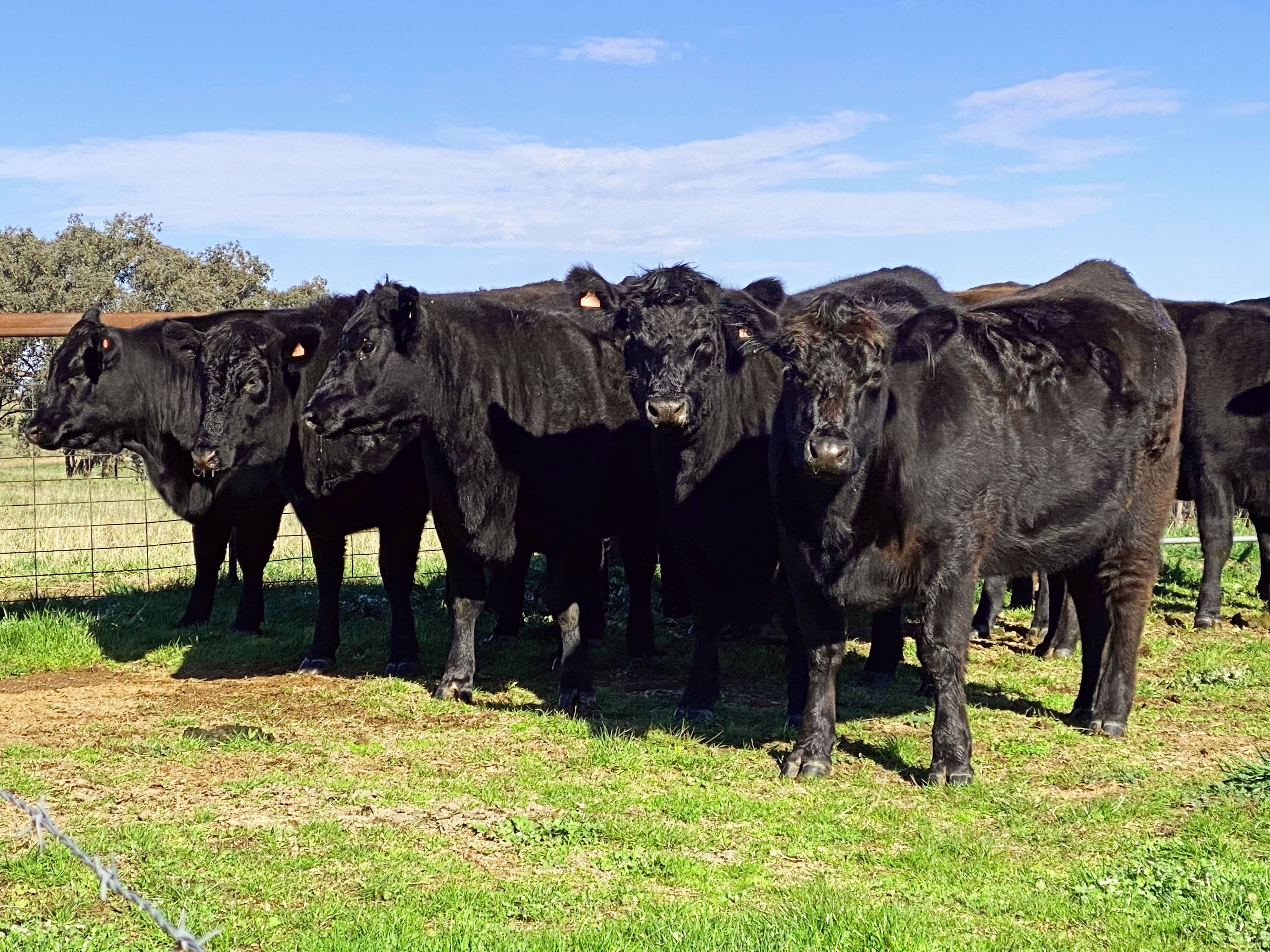 Young NSW 2594, Young - Thumbnail 5
