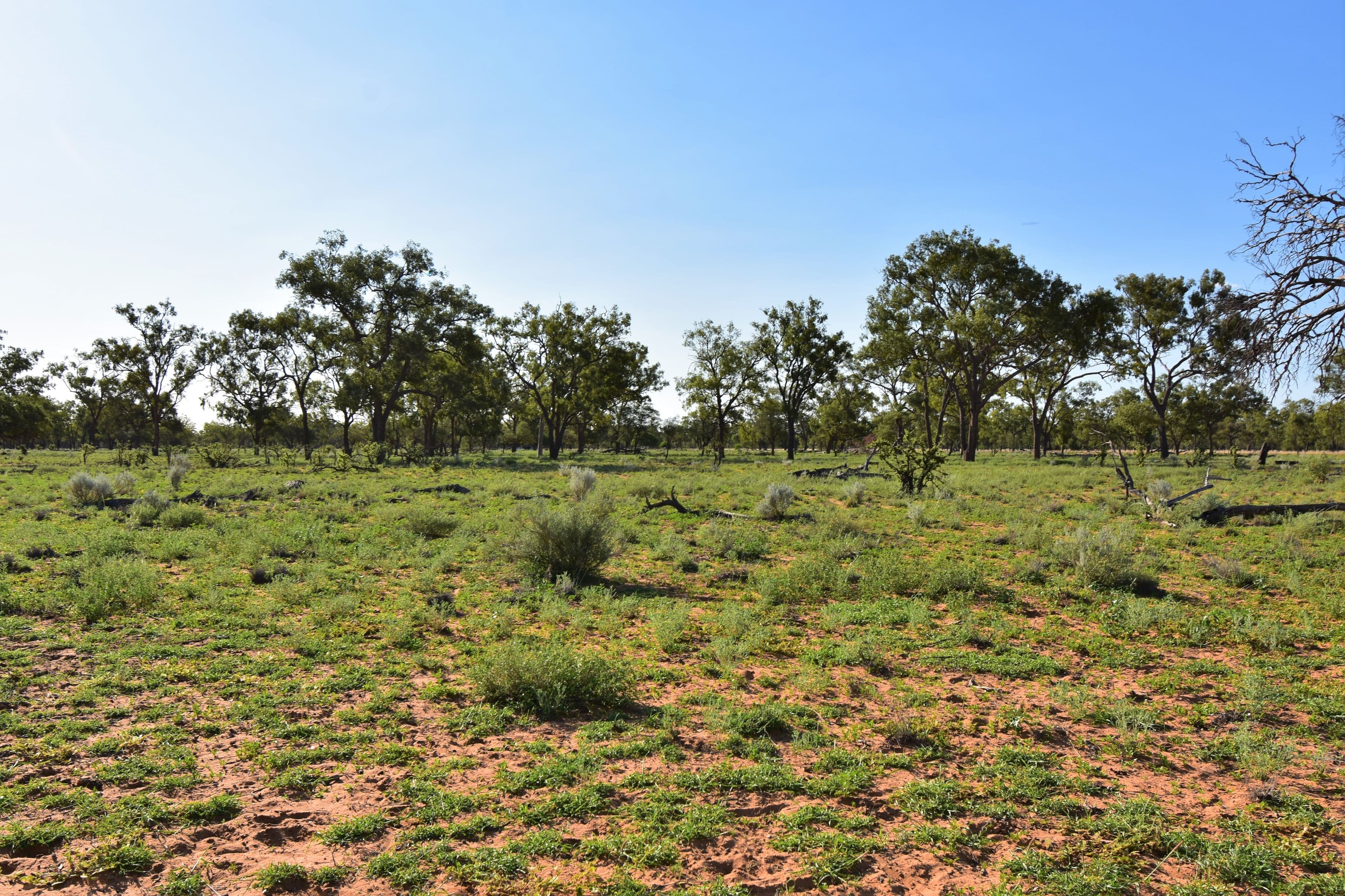Barcaldine QLD 4725, Barcaldine - Thumbnail 3