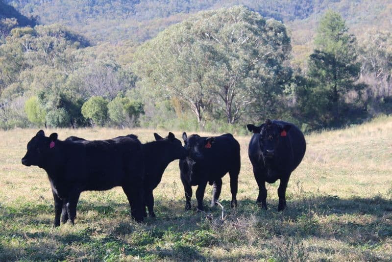 " Wilga Valley", Edgeroi NSW 2390, Edgeroi - Thumbnail 7