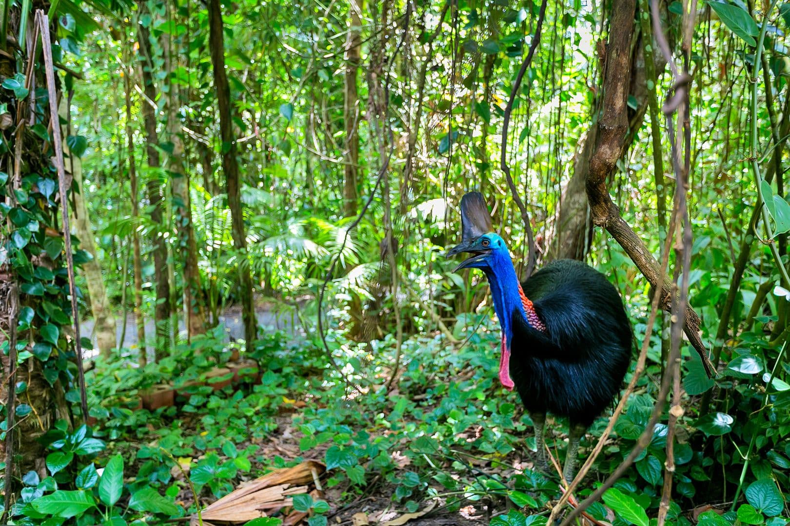 Lot 1 Black Mountain Road, Kuranda QLD 4881, Kuranda - Thumbnail 4