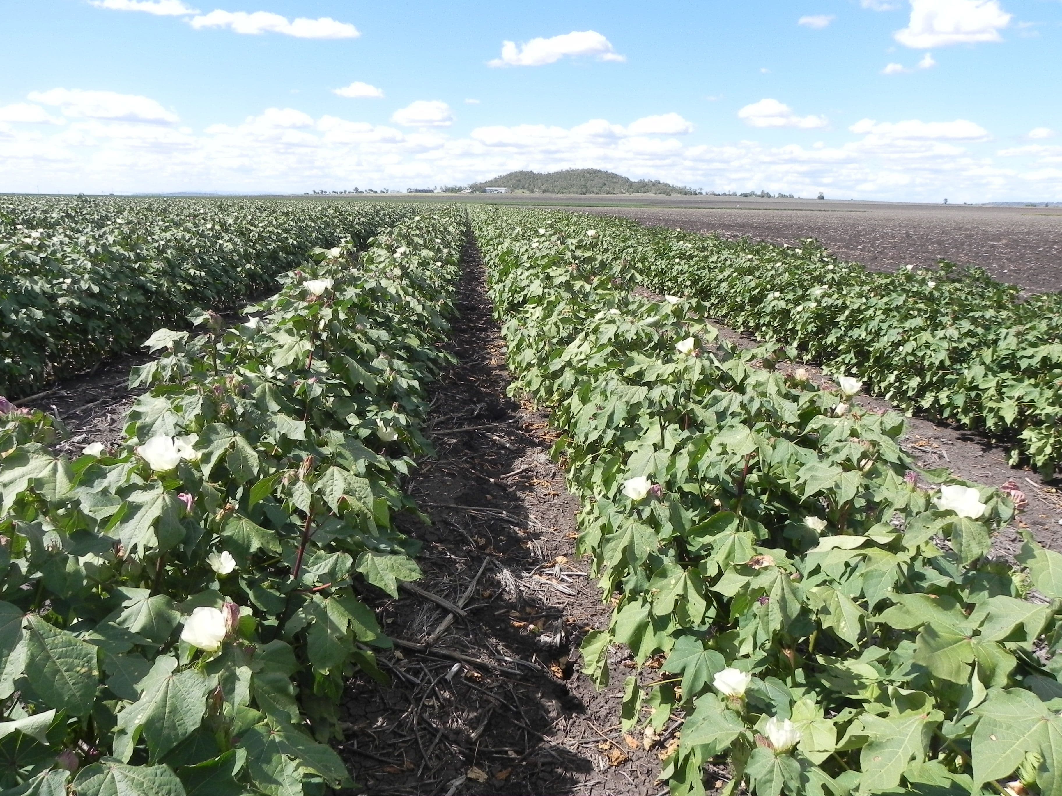 0 Toowoomba Cecil Plains Road, MOUNT IRVING QLD 4401, Mount Irving - Thumbnail 2