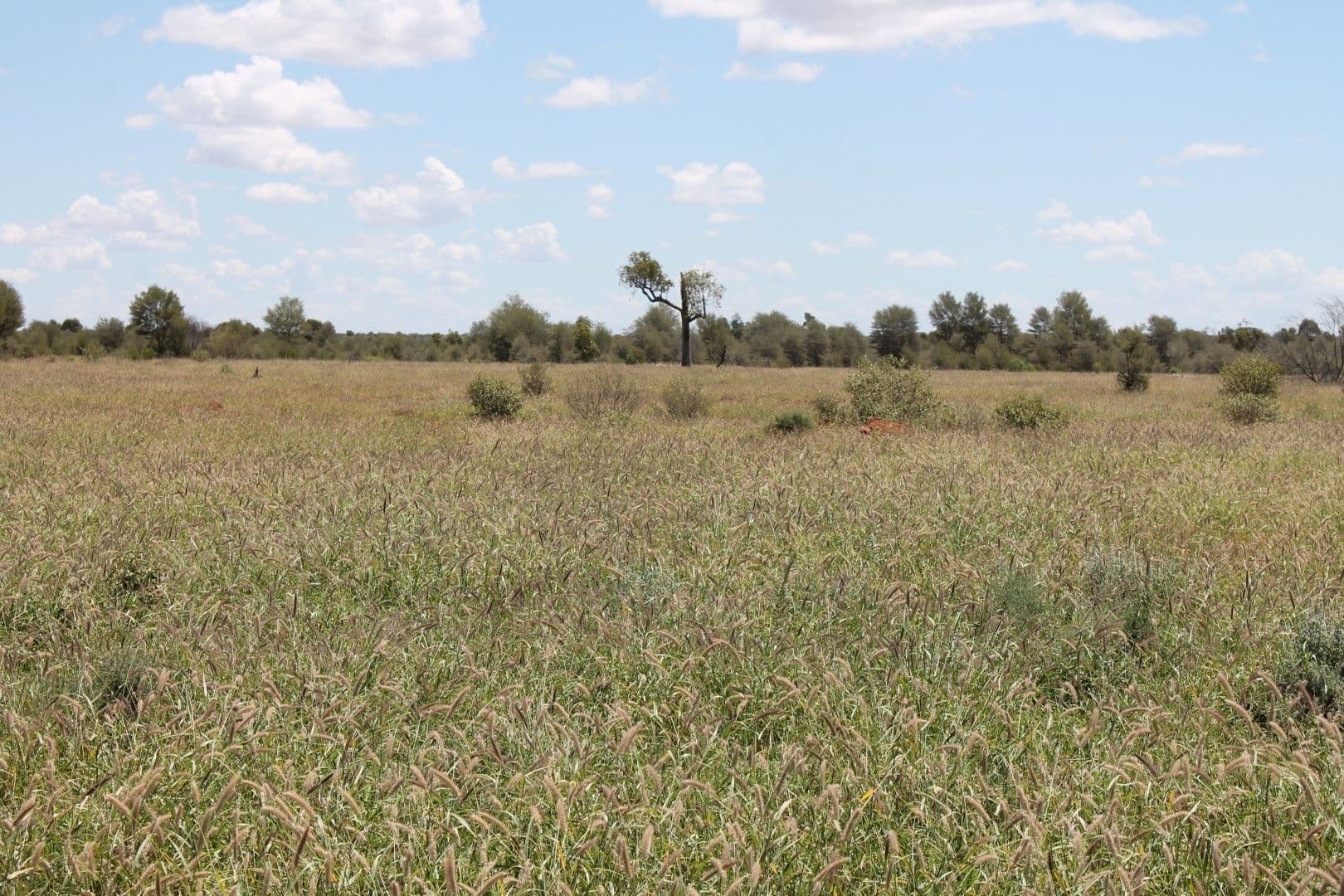 St George QLD 4487, St George - Image 1