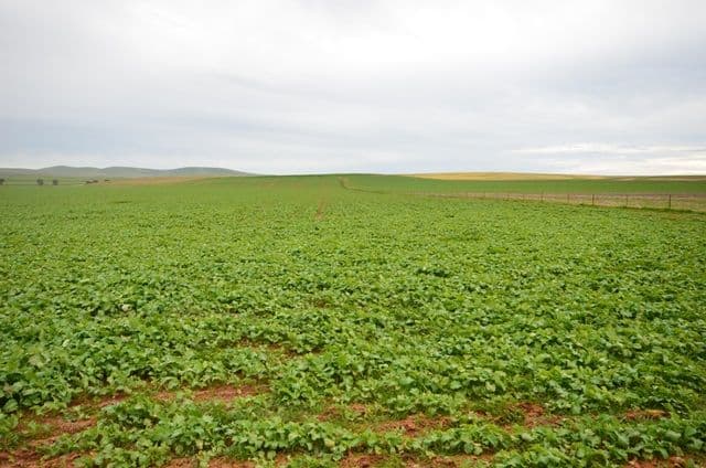 "North Kimbo" Reilly Road, Booborowie SA 5417, Booborowie - Thumbnail 7