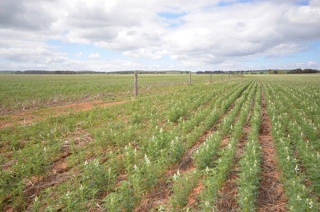 "Baileys" Farrell Flat Road, Farrell Flat SA 5416, Farrell Flat - Thumbnail 5