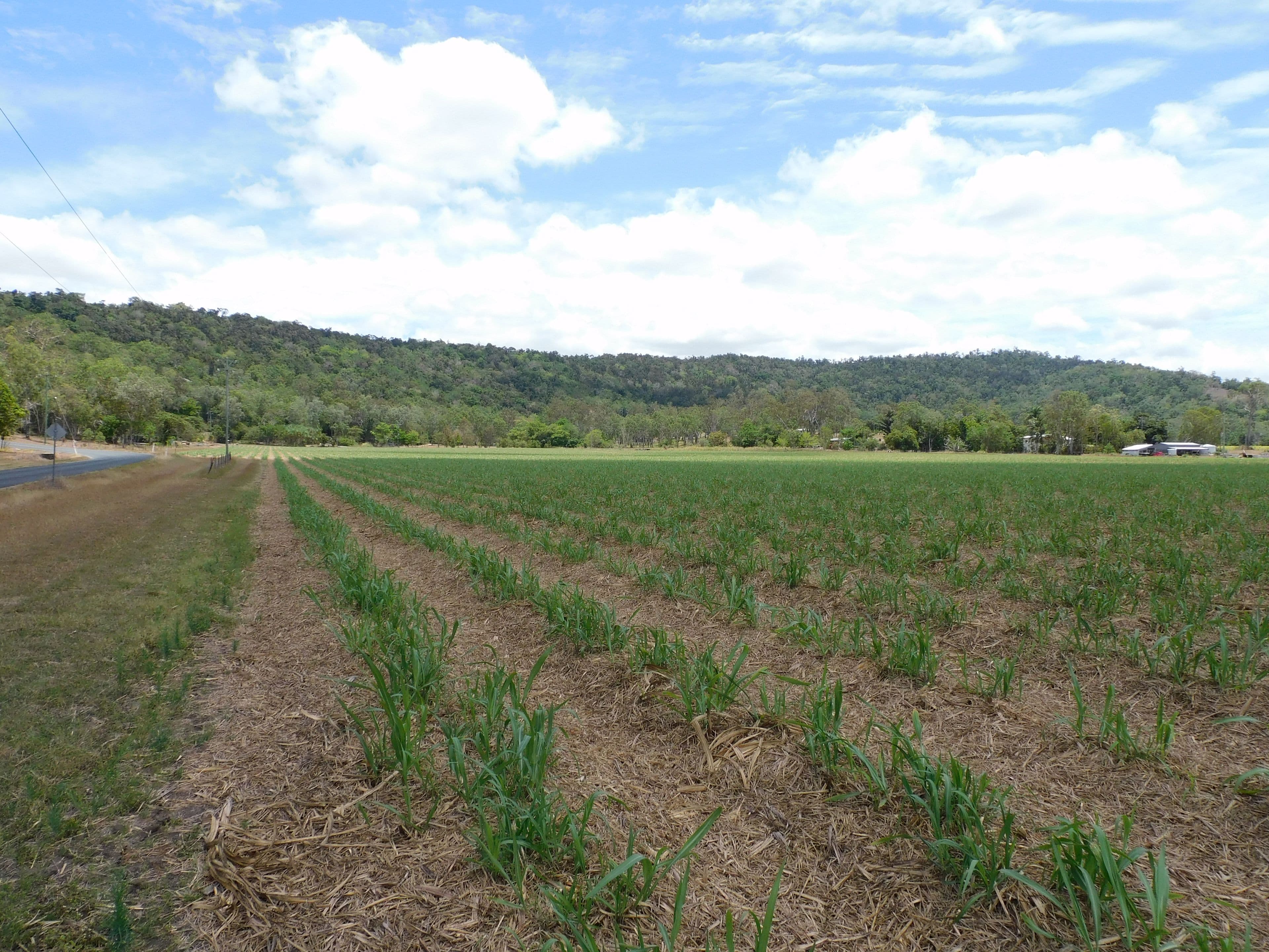 Lot 26, 367 Strathdickie Road, Strathdickie QLD 4800, Strathdickie - Thumbnail 4