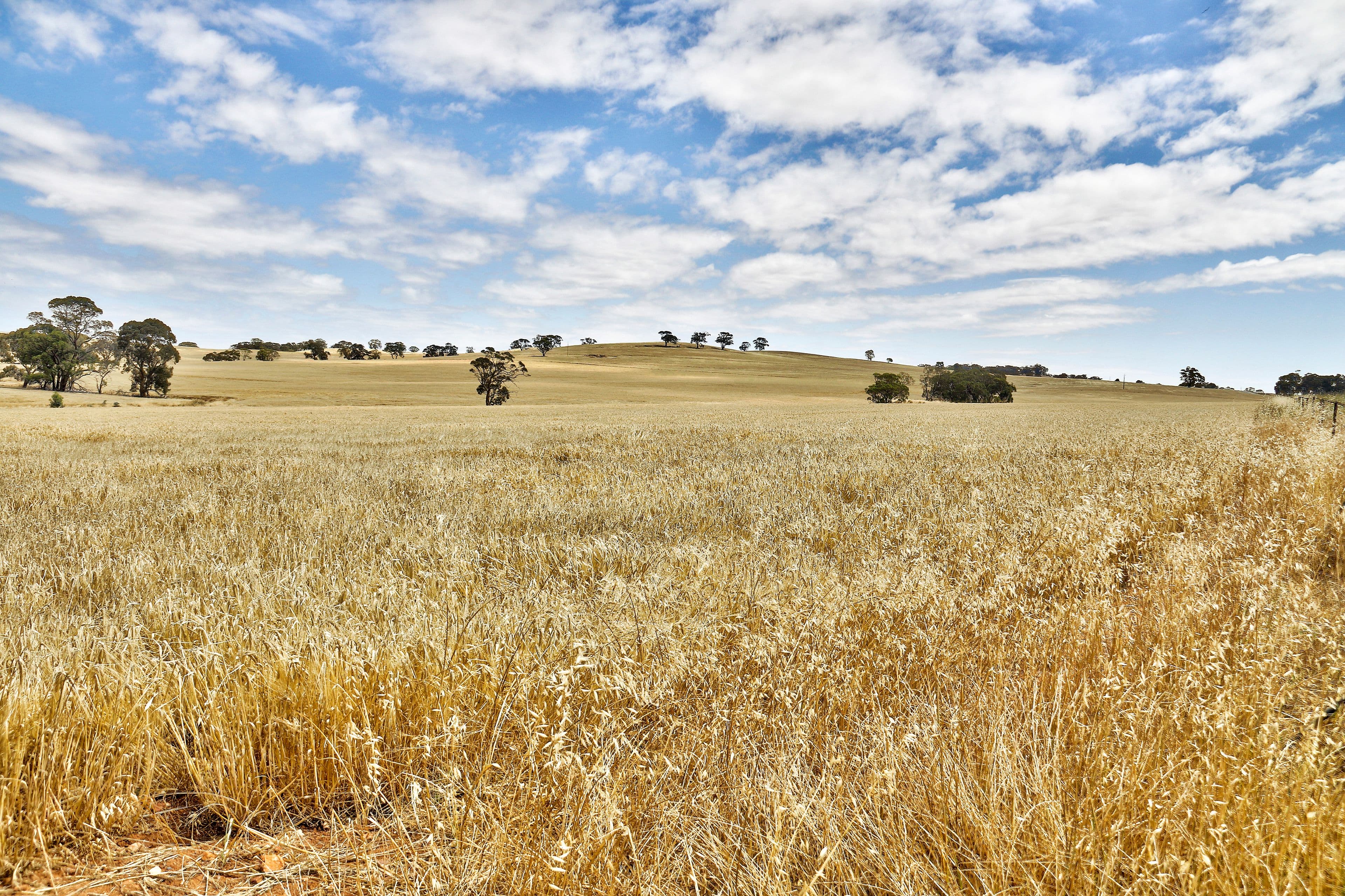 "Cloverhills" Brothers Hill Road, Manoora SA 5414, Manoora - Thumbnail 8