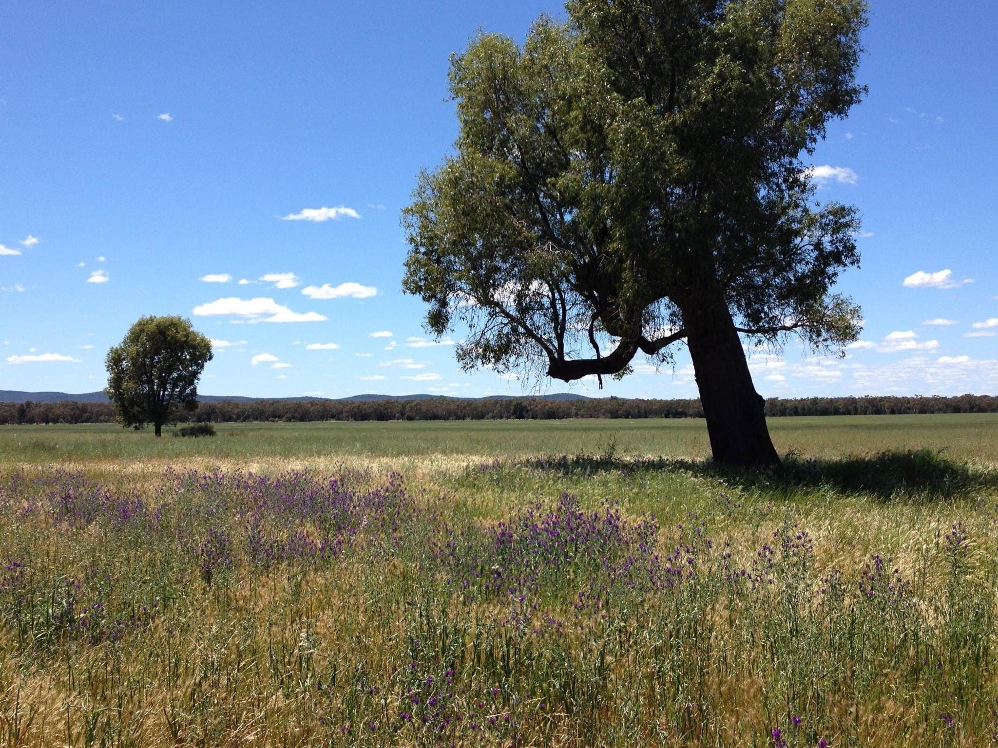 "Boolaroo" and "Warra Warra" Palesthan Road, CONDOBOLIN NSW 2877, Condobolin - Thumbnail 6