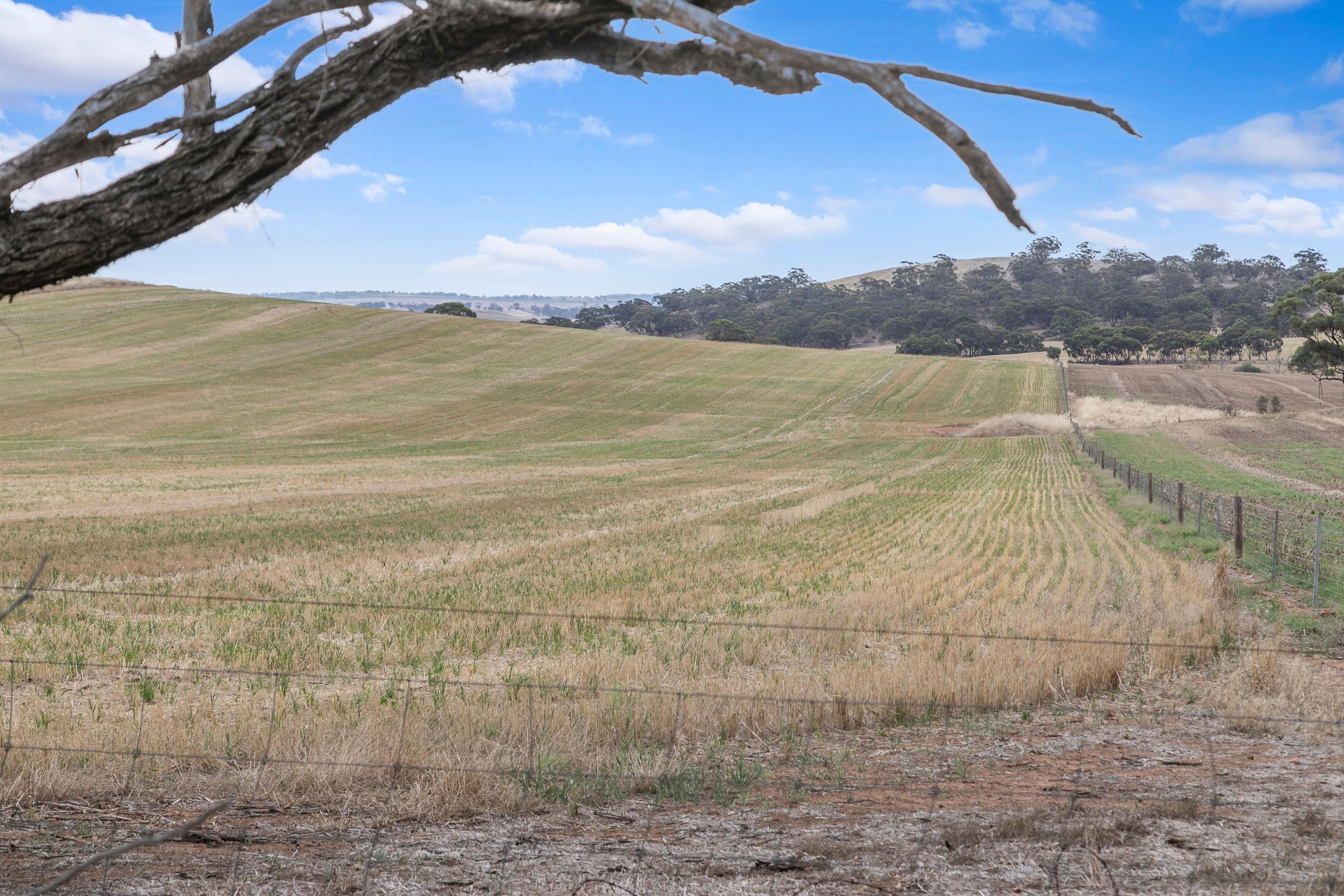 'Manoora Block' Wilmott Road, Manoora SA 5414, Manoora - Thumbnail 3