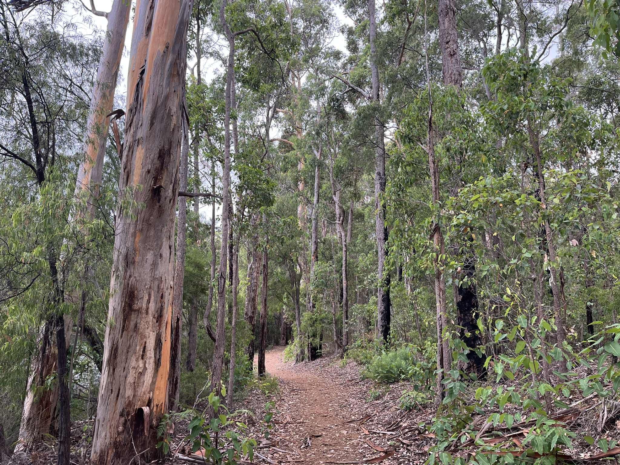 Karri Lane, Quinninup WA 6258, Quinninup - Thumbnail 7