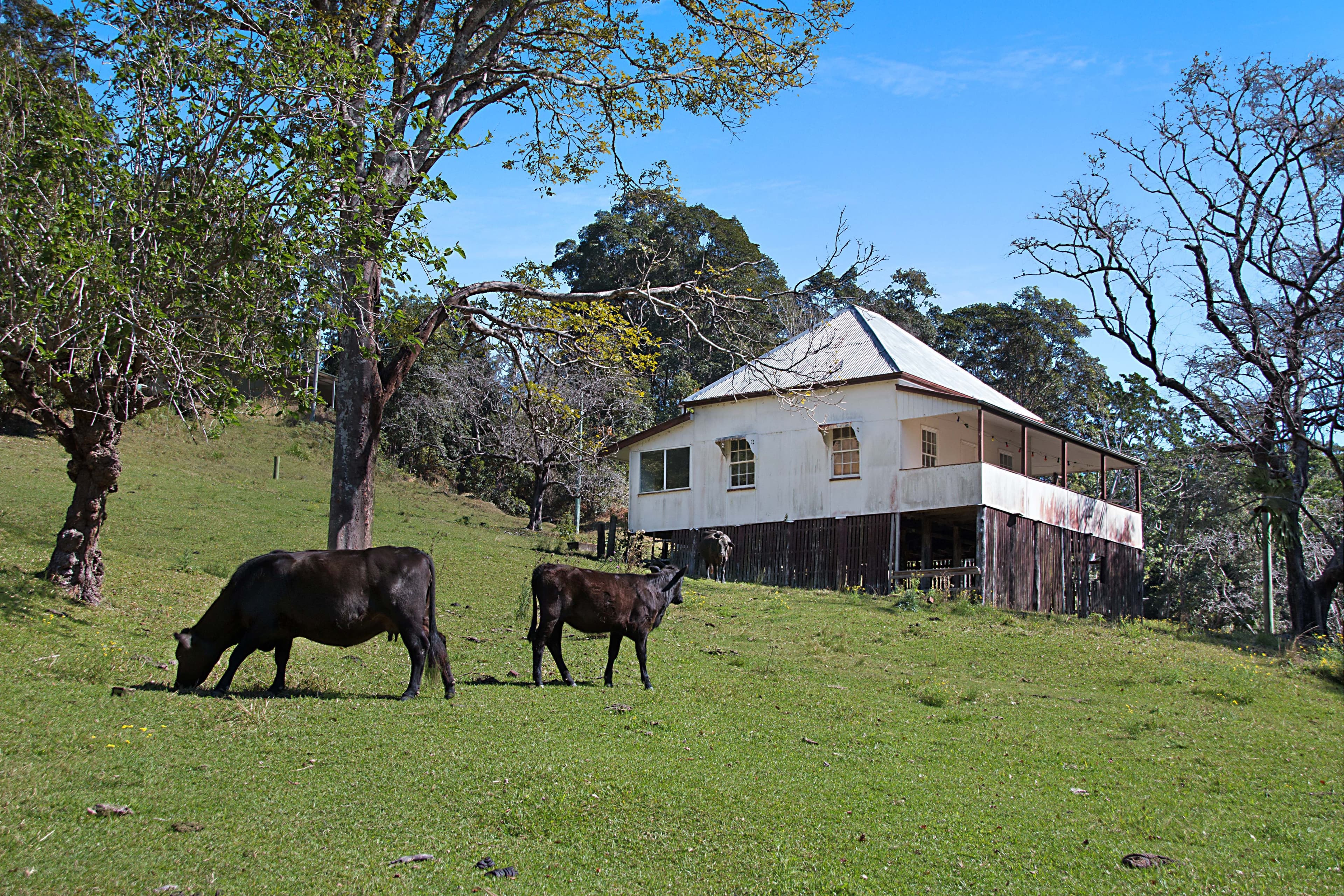 679 Urliup Road, Urliup NSW 2484, Urliup - Image 1