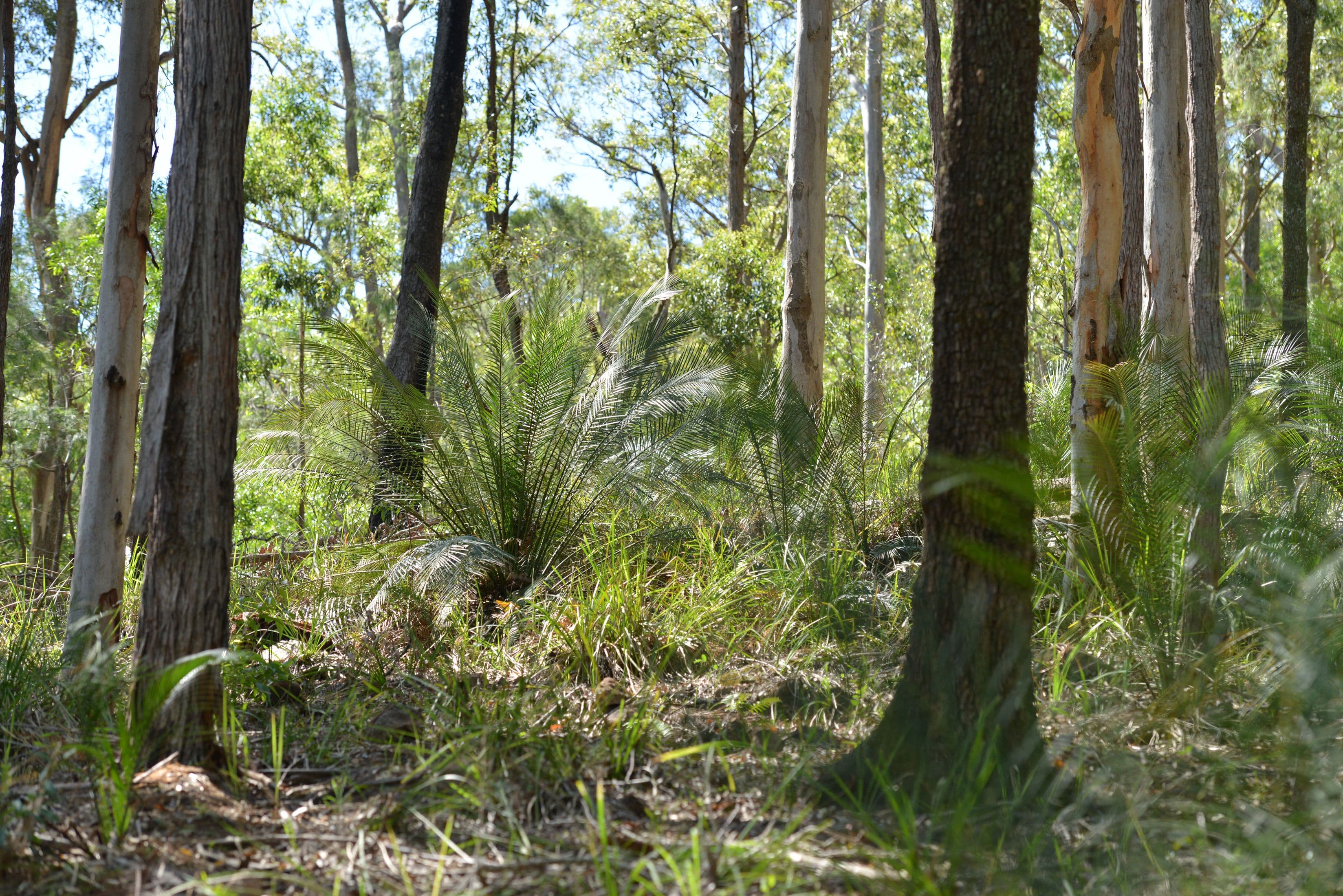 Lot 156 Nowendoc Road, Knorrit Flat NSW 2424, Knorrit Flat - Thumbnail 3