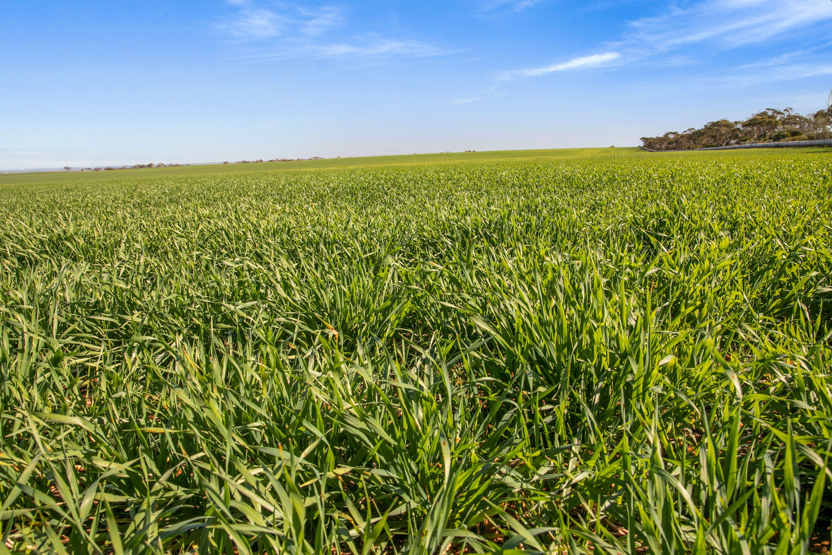 'Allanbie' Pipeline Road, Nantawarra SA 5550, Nantawarra - Thumbnail 6