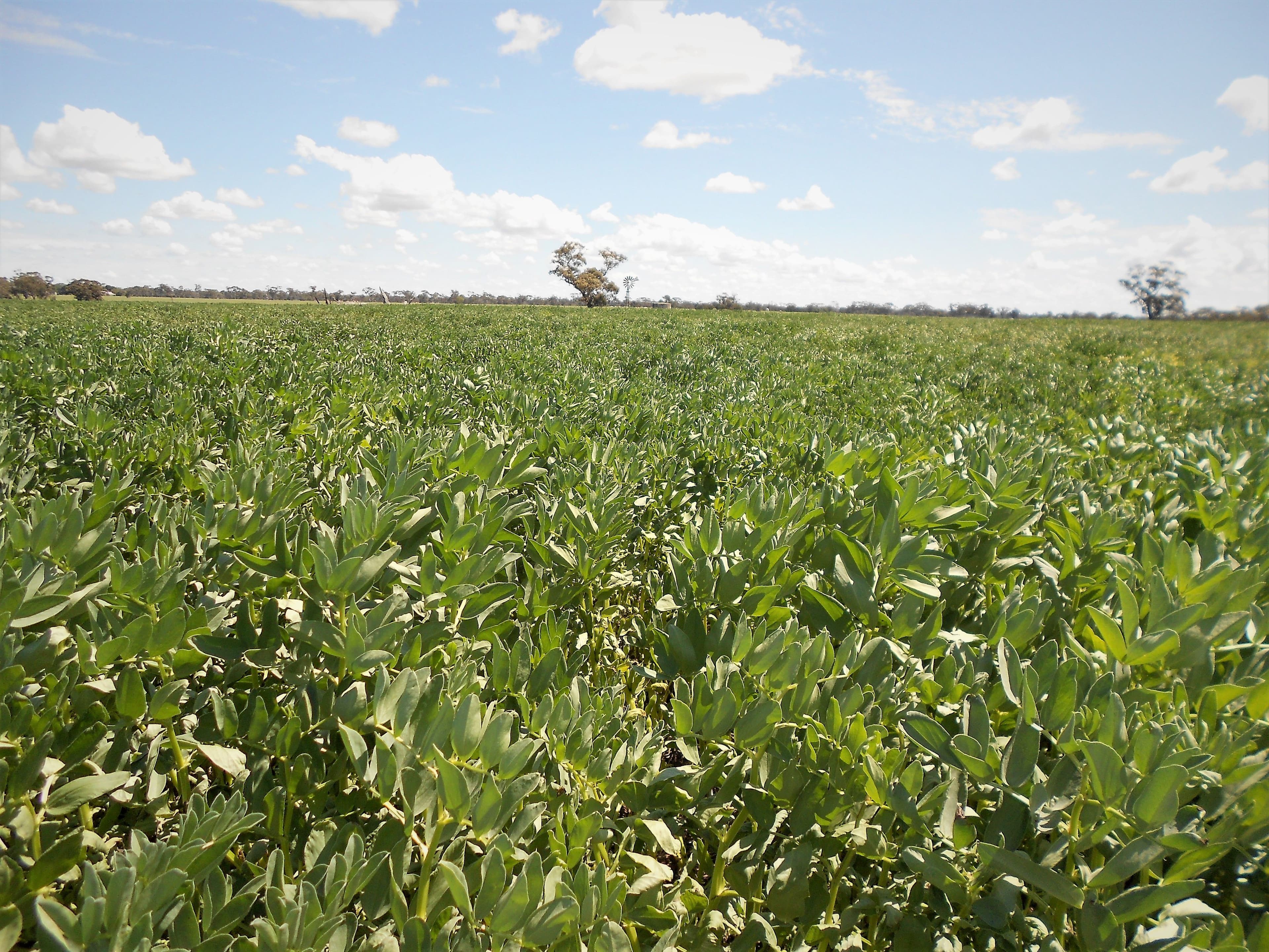 Lot 581 Nitschkes Road, Bordertown SA 5268, Bordertown - Image 1