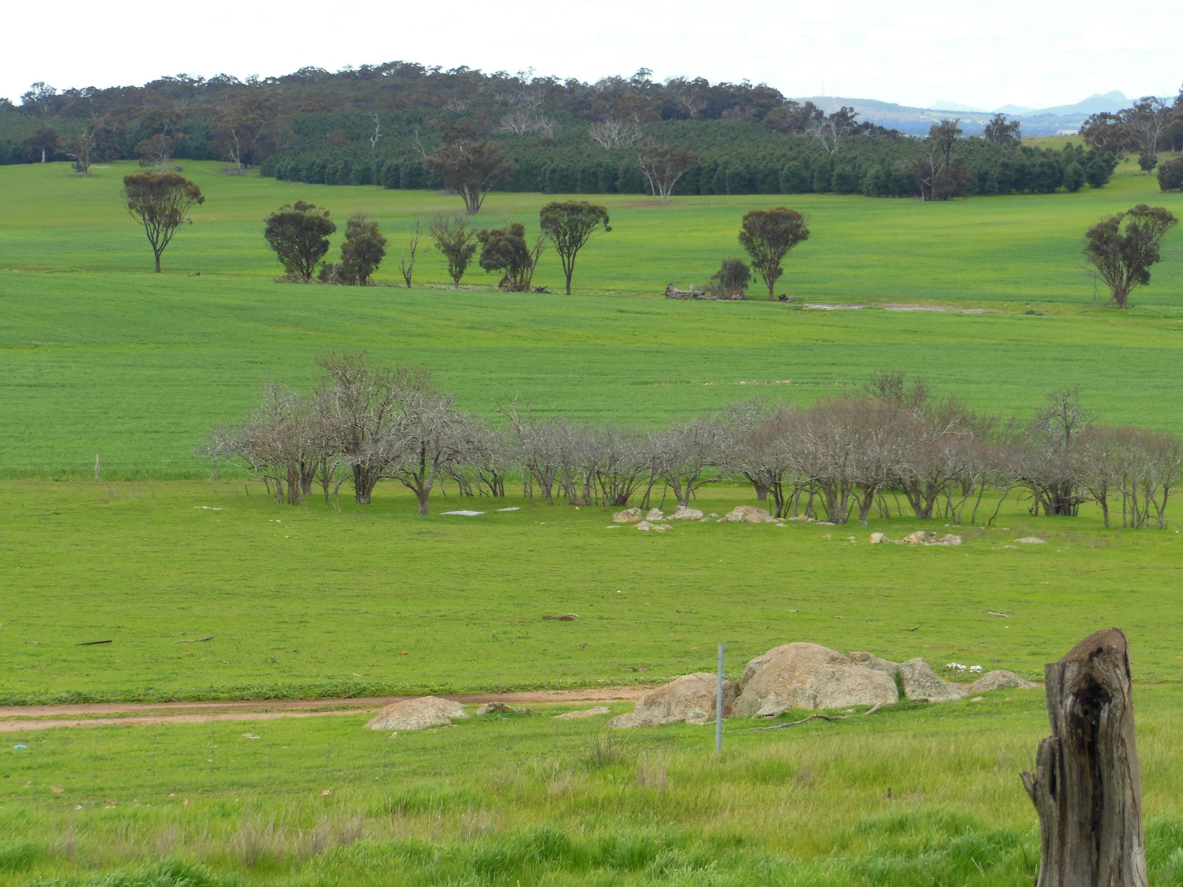 Glenrock Albany Hwy and Cranbrook-Frankland Road, Cranbrook WA 6321, Cranbrook - Thumbnail 3