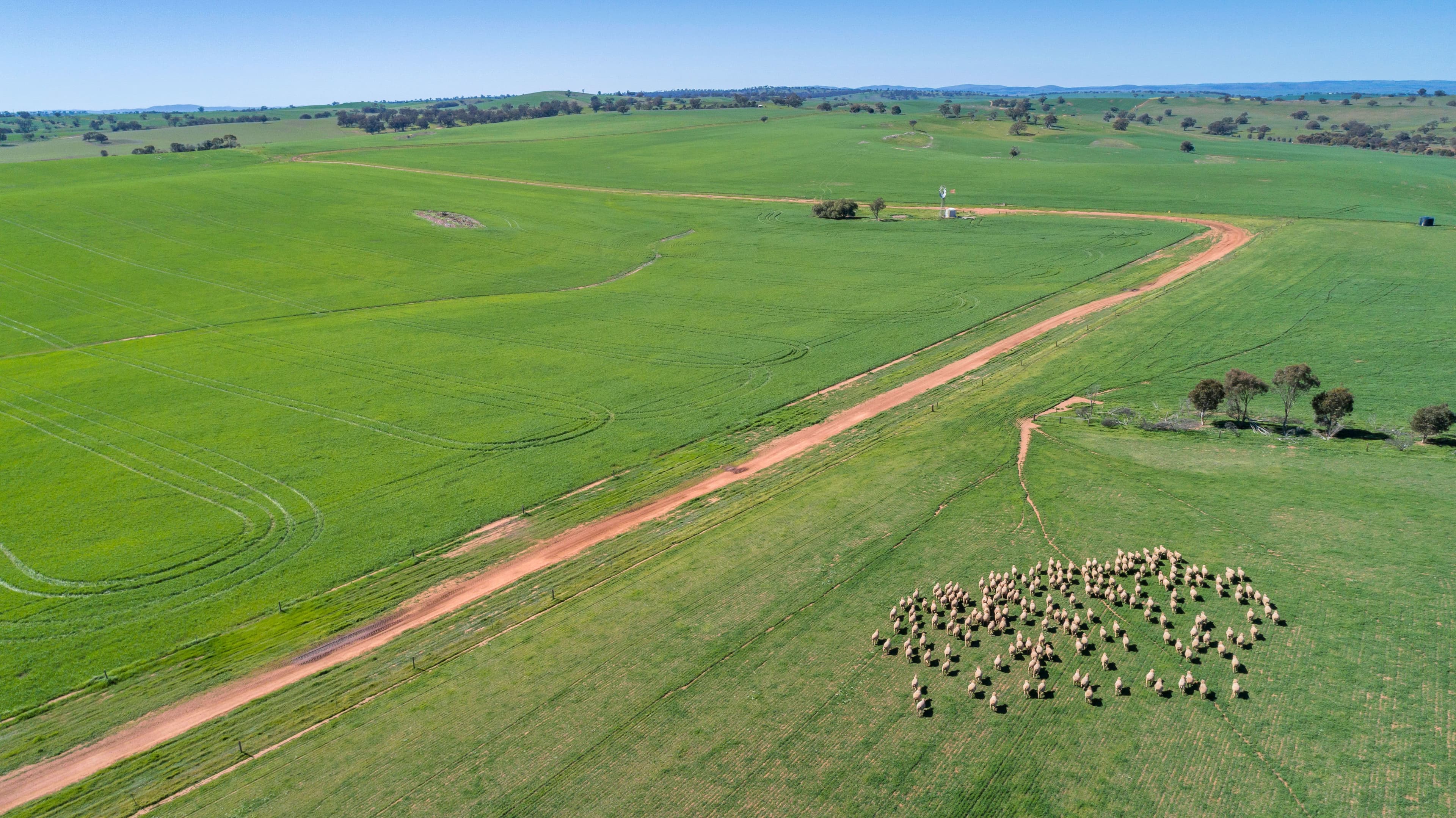 'Pinerow' Lot 782 Horrocks Highway, Wongyarra SA 5481, Wongyarra - Image 1