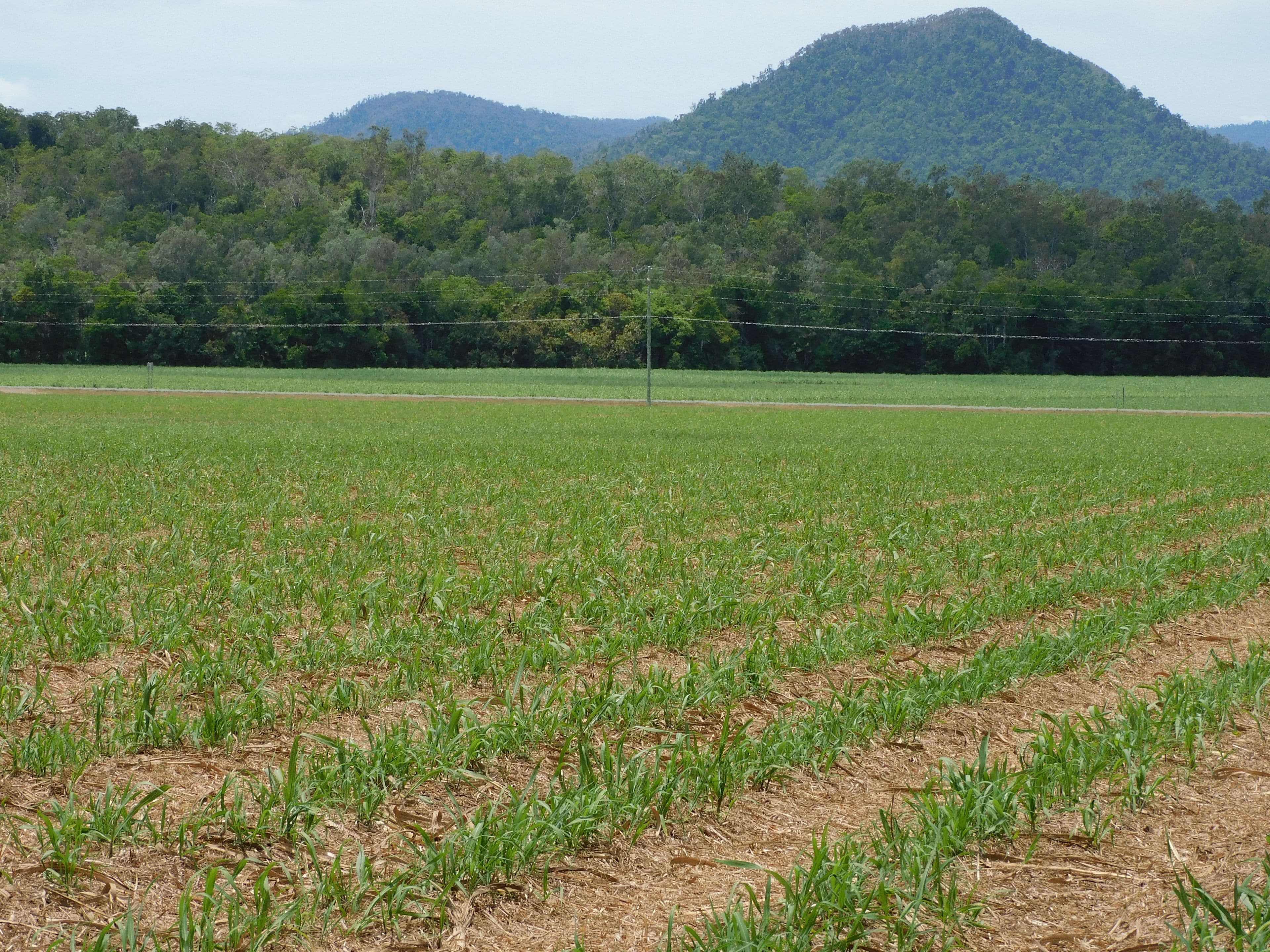 Lot 26, 367 Strathdickie Road, Strathdickie QLD 4800, Strathdickie - Thumbnail 2