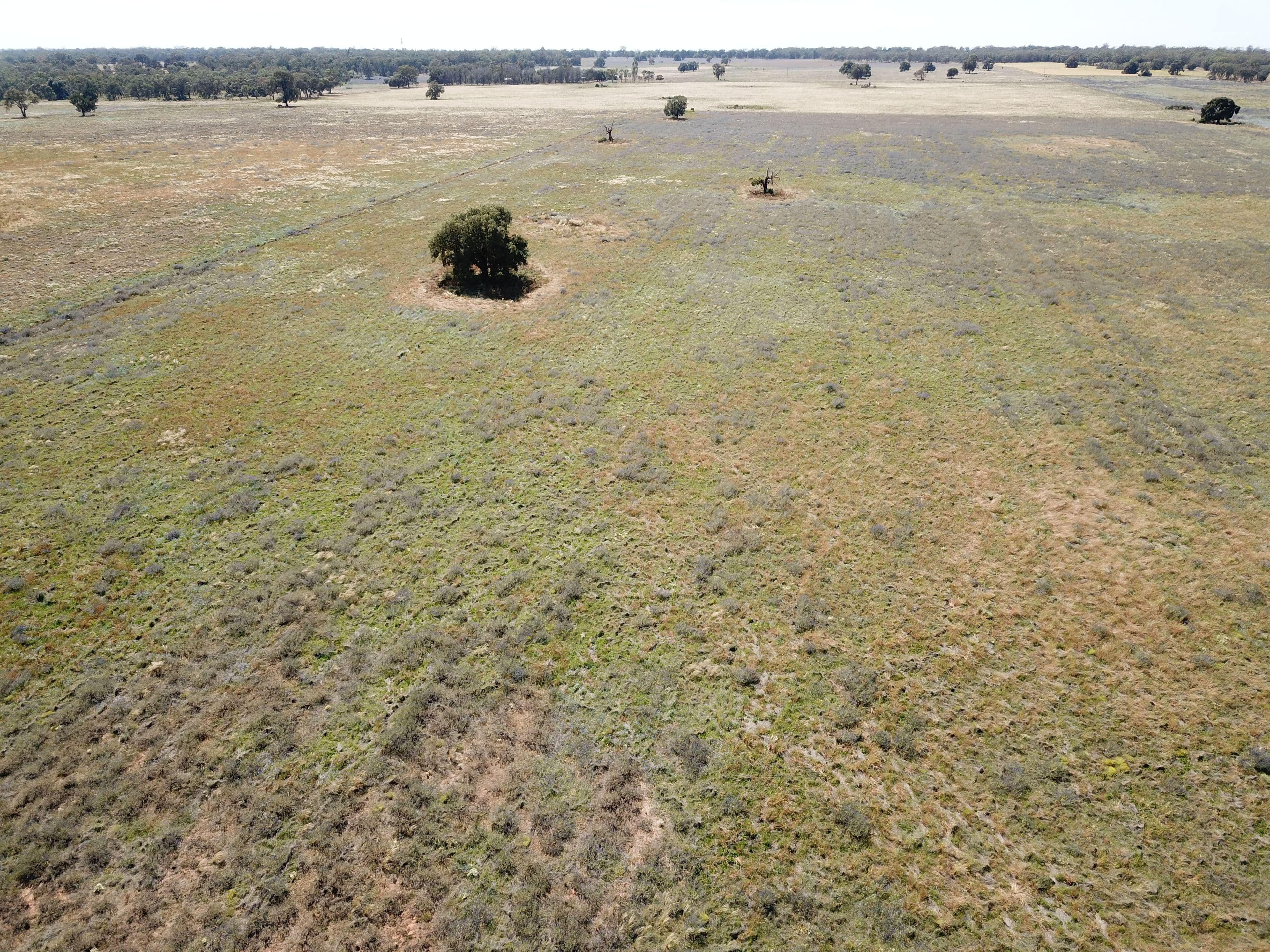 'Waratah' 176 Lincoln Lane, Narromine NSW 2821, Narromine - Thumbnail 2