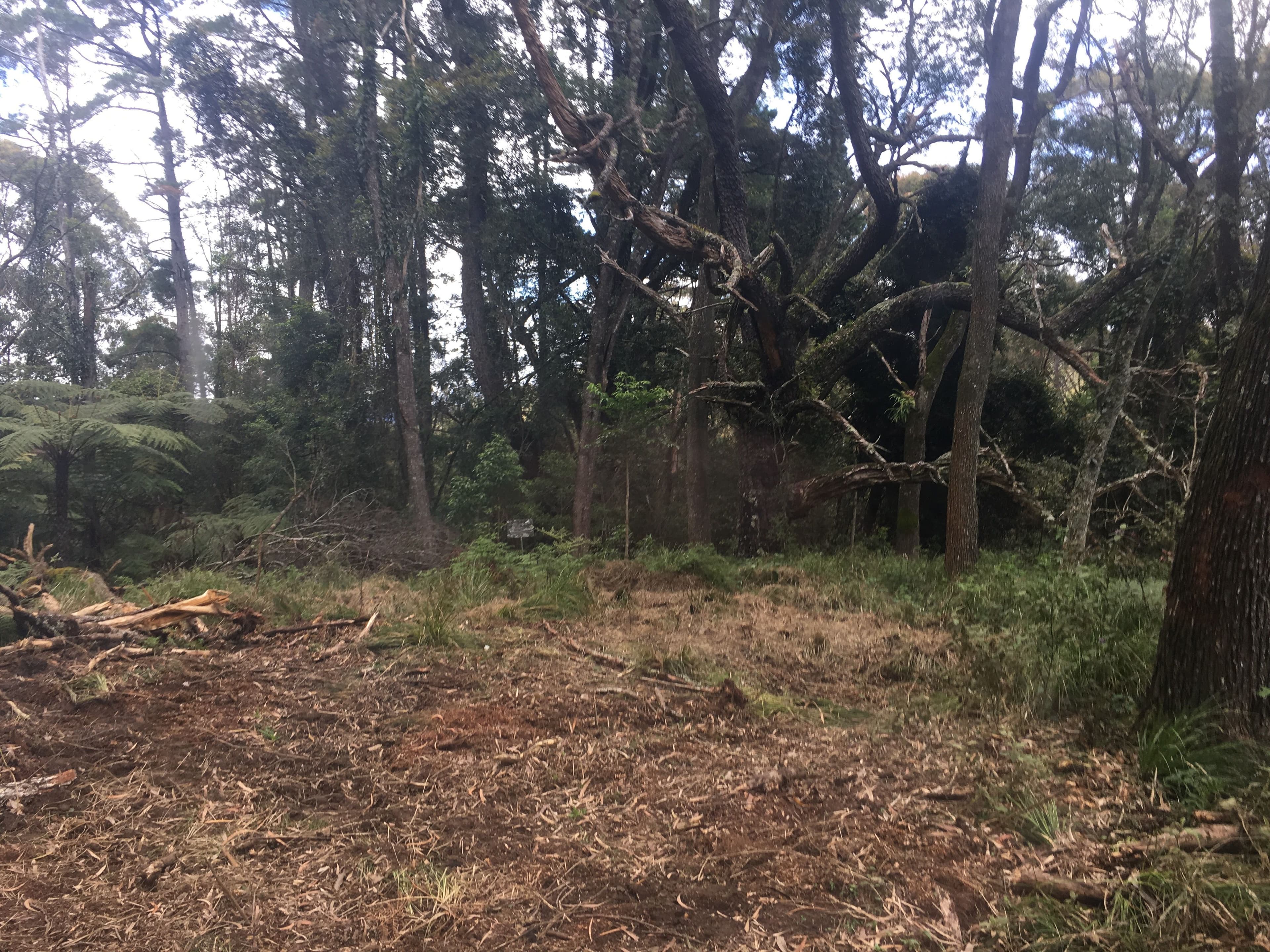 82a Mount Street Dundurrabin, Dorrigo NSW 2453, Dorrigo - Image 1