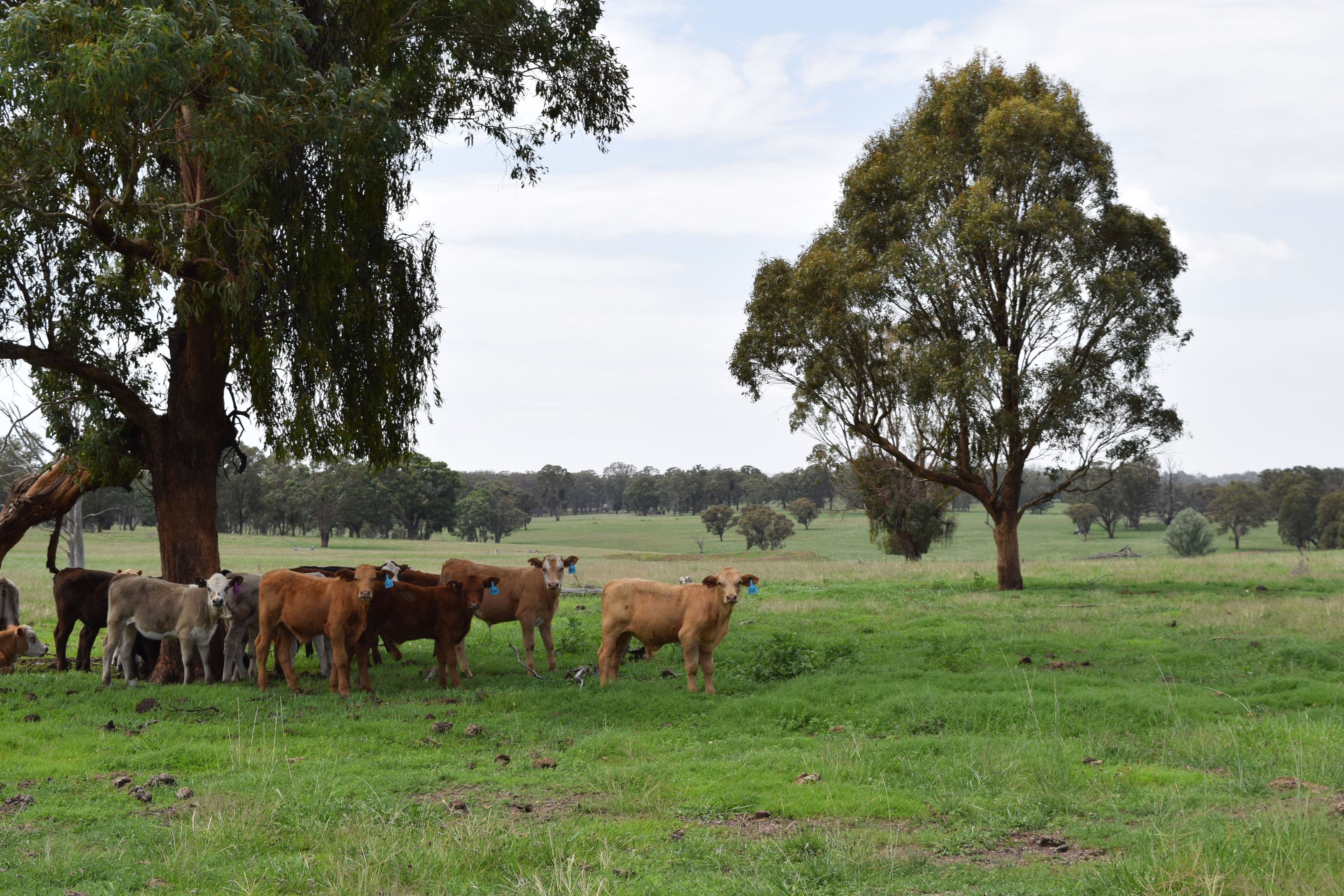 1071 Briarbrook Road, Guyra NSW 2365, Guyra - Thumbnail 8