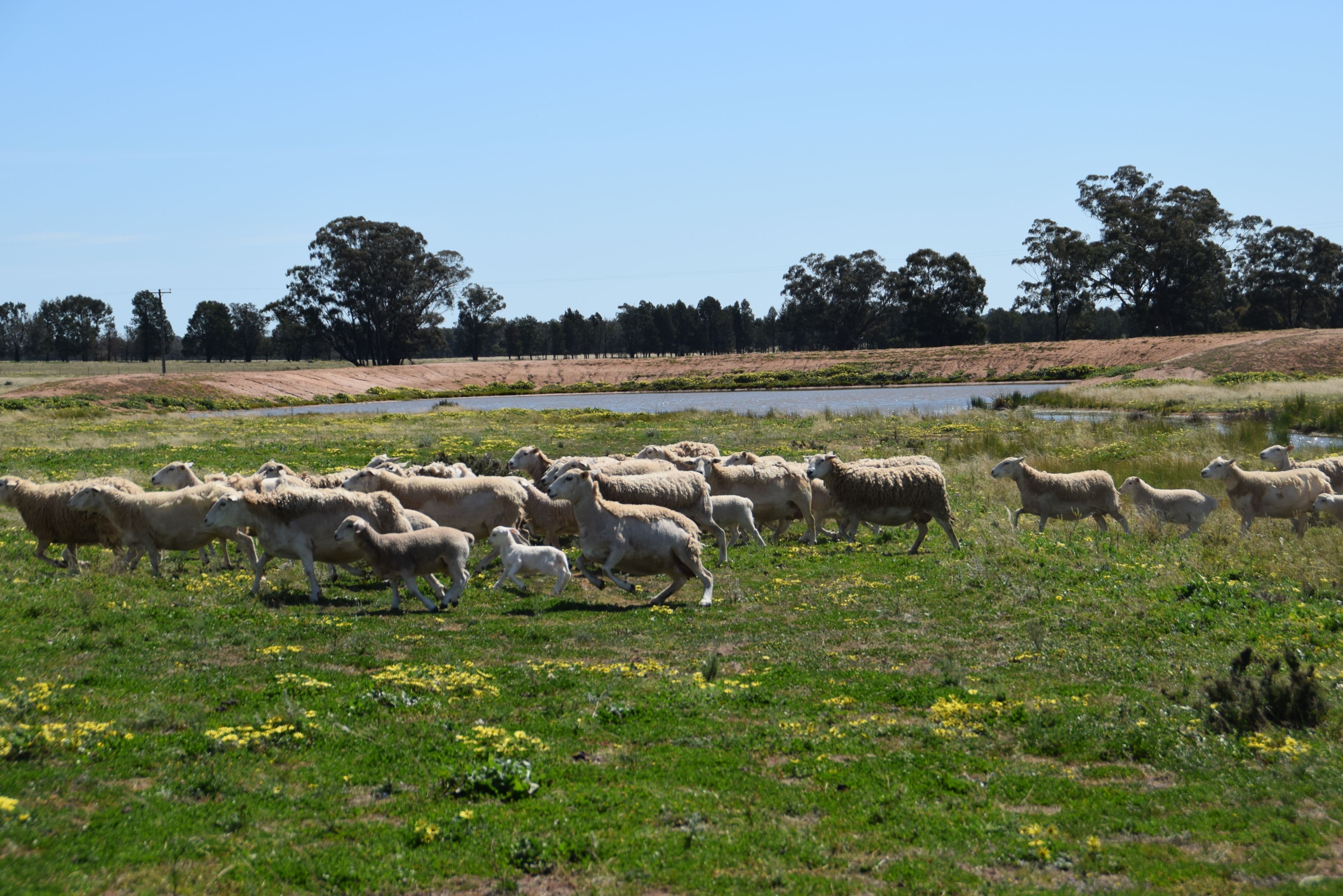 'Windeena' 802 Milpulling Road, Gilgandra NSW 2827, Gilgandra - Thumbnail 2
