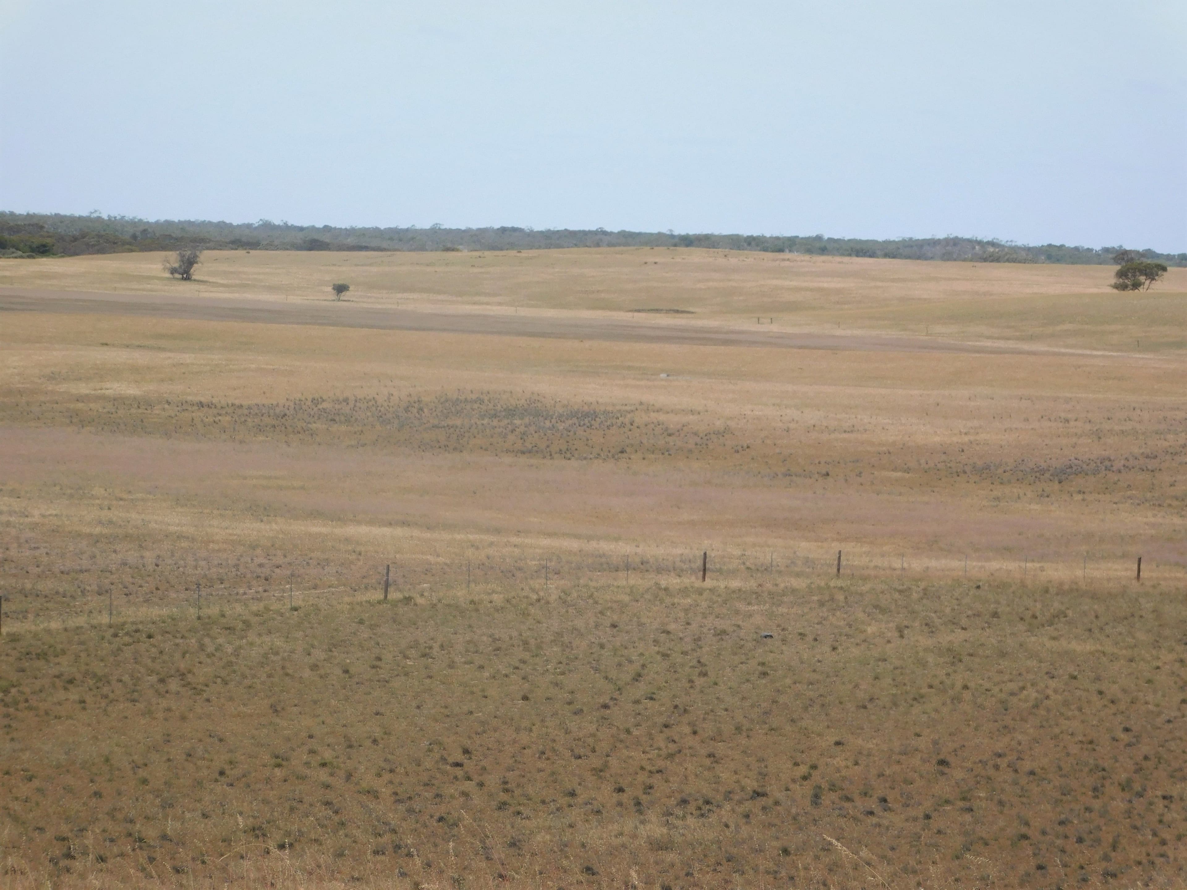 844 Prura Road, Lameroo SA 5302, Lameroo - Image 1