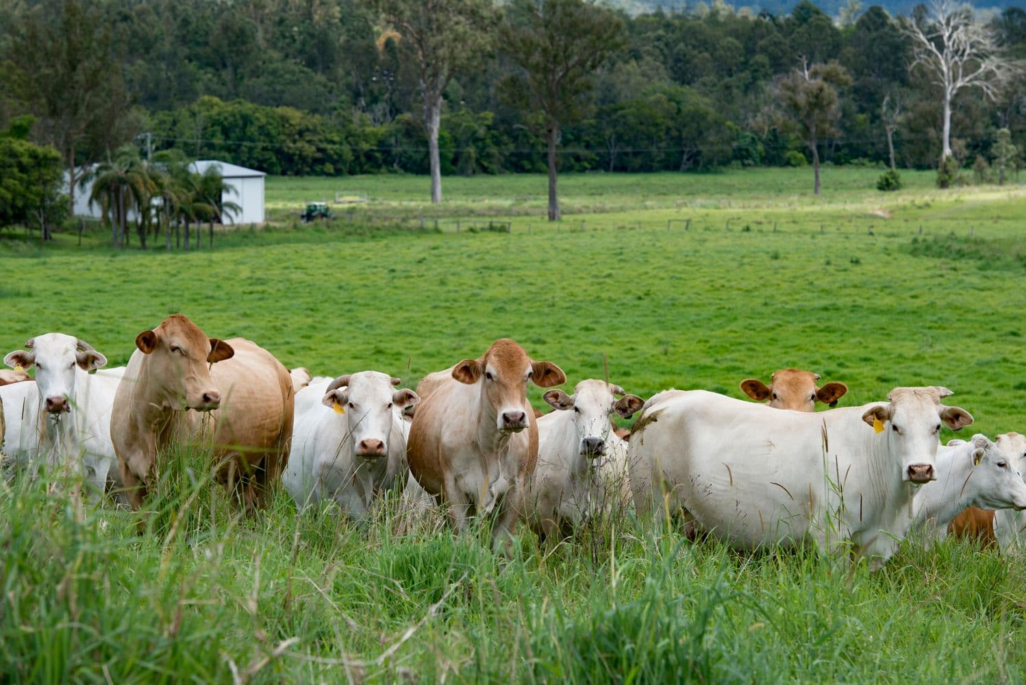 536 Aherns Road, Conondale QLD 4552, Conondale - Thumbnail 5