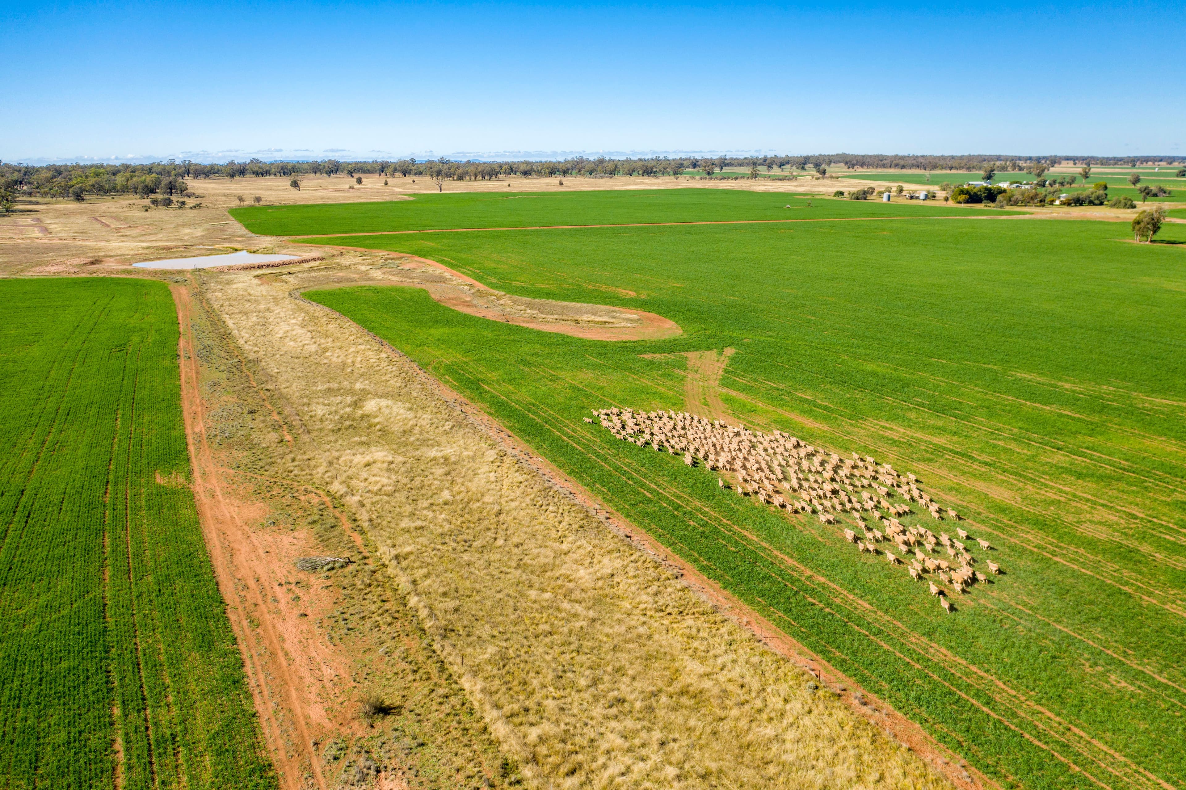 3502 Numalla Road, Peak Hill NSW 2869, Peak Hill - Image 1
